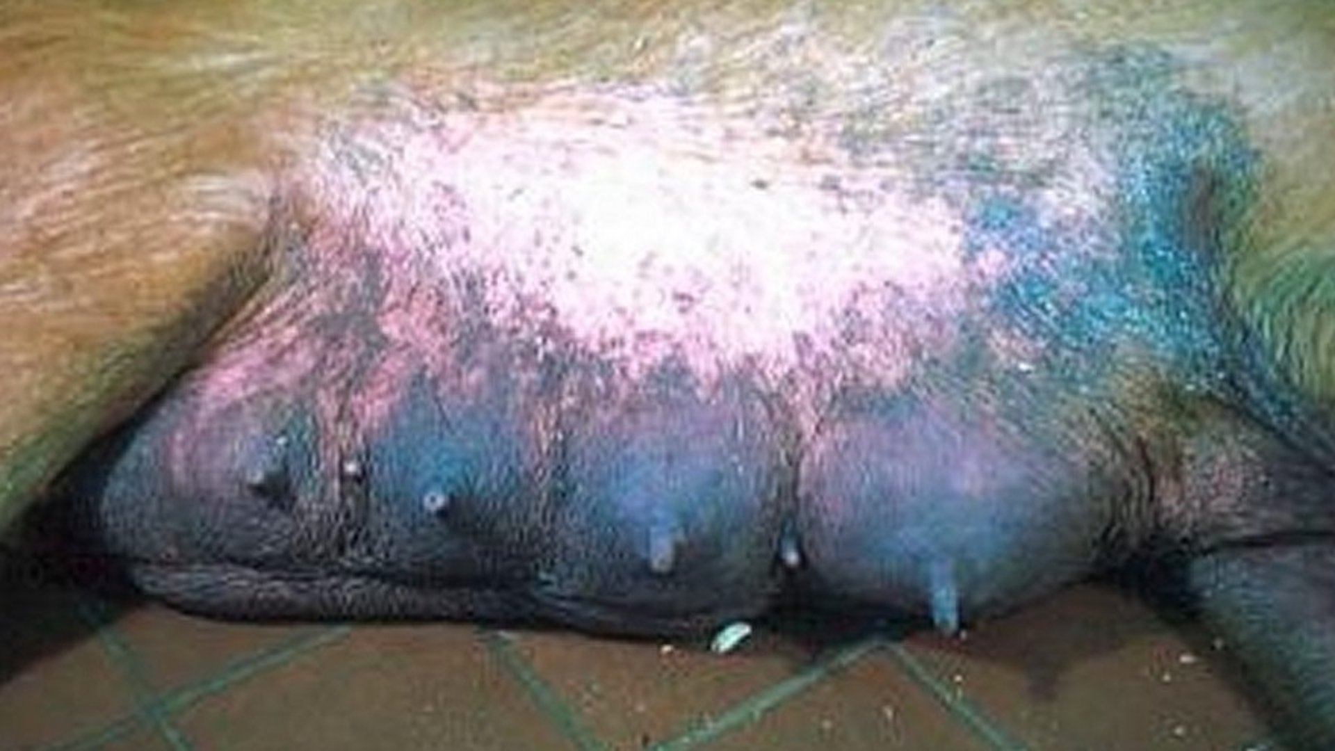Mastitis multiglandular aguda, cerda