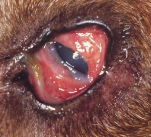 Queratoconjuntivitis seca de inicio agudo, perro