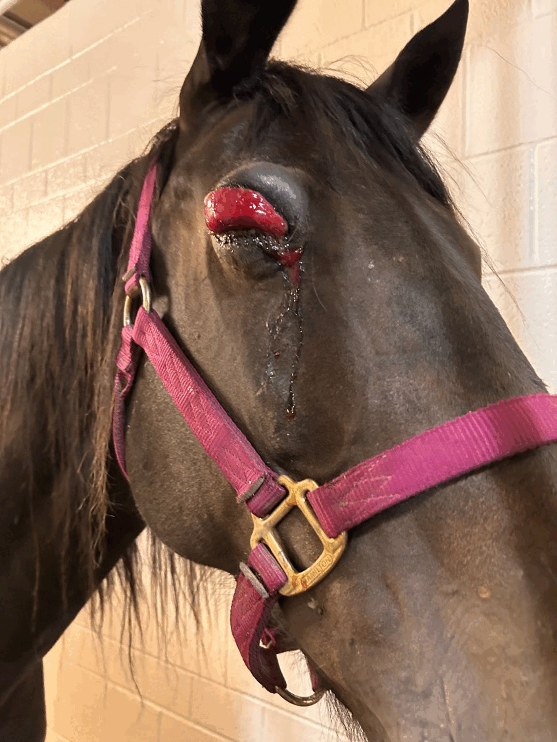 Acute periocular swelling, horse