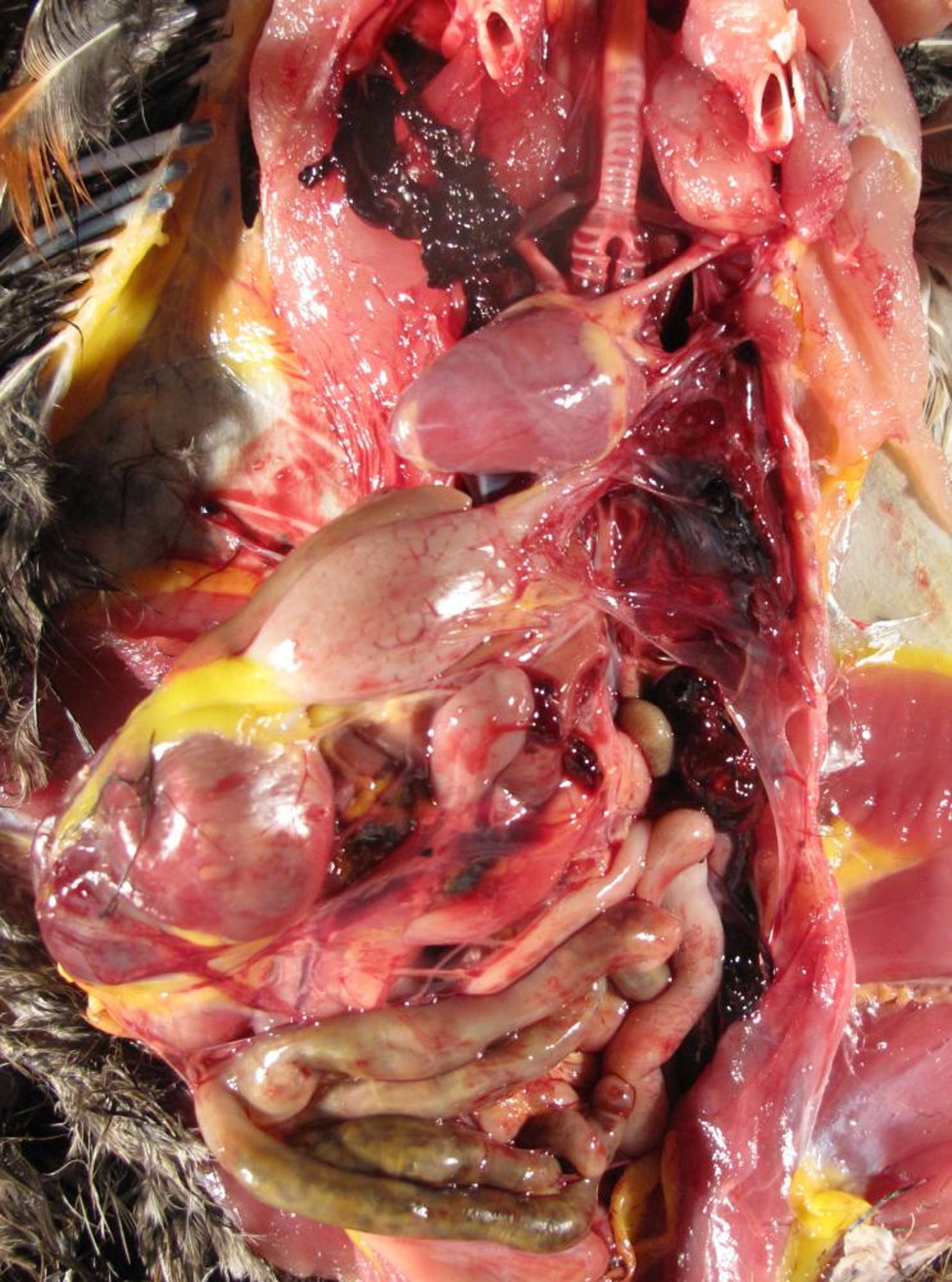 Acute pulmonary and peritoneal hemorrhage, difethialone poisoning, pheasant