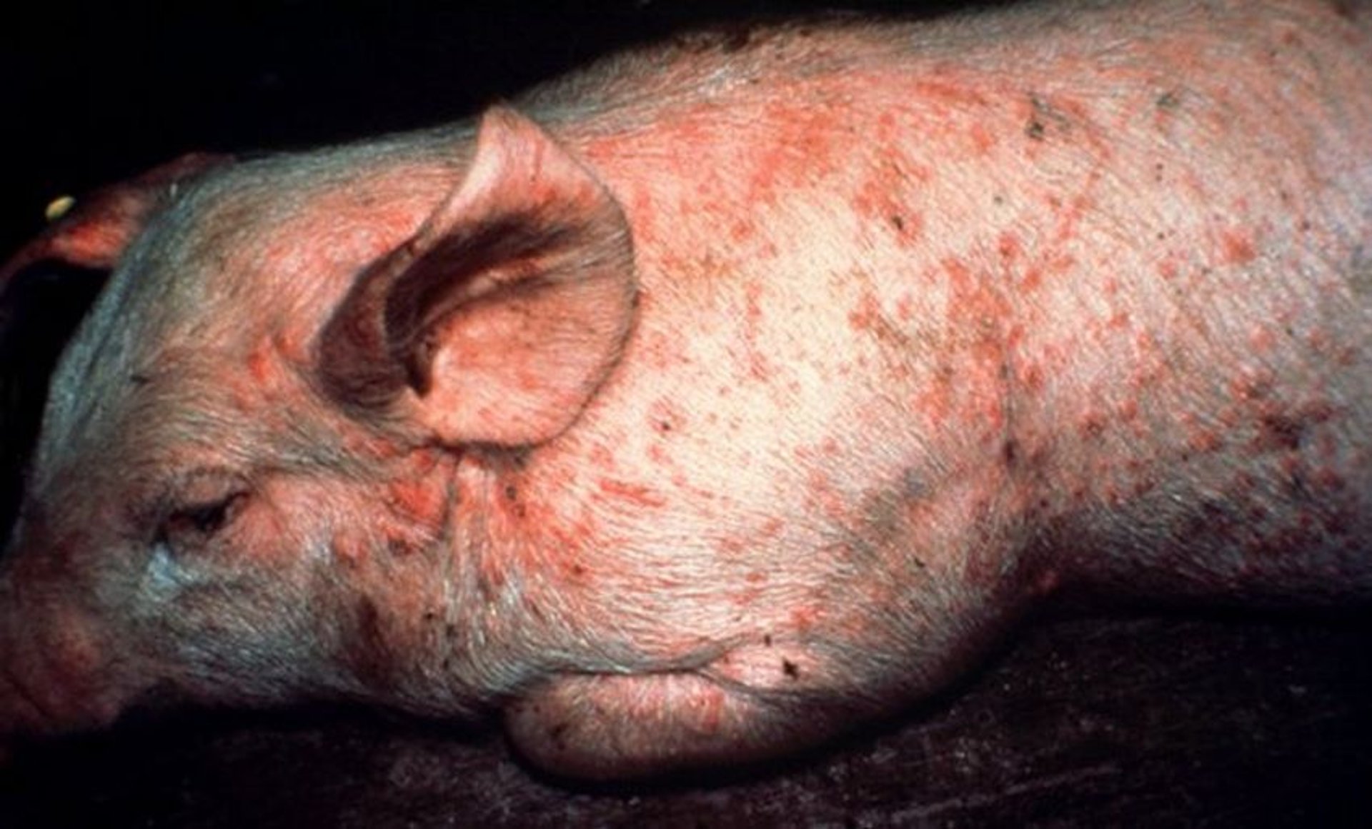 Acute swine erysipelas, skin lesions