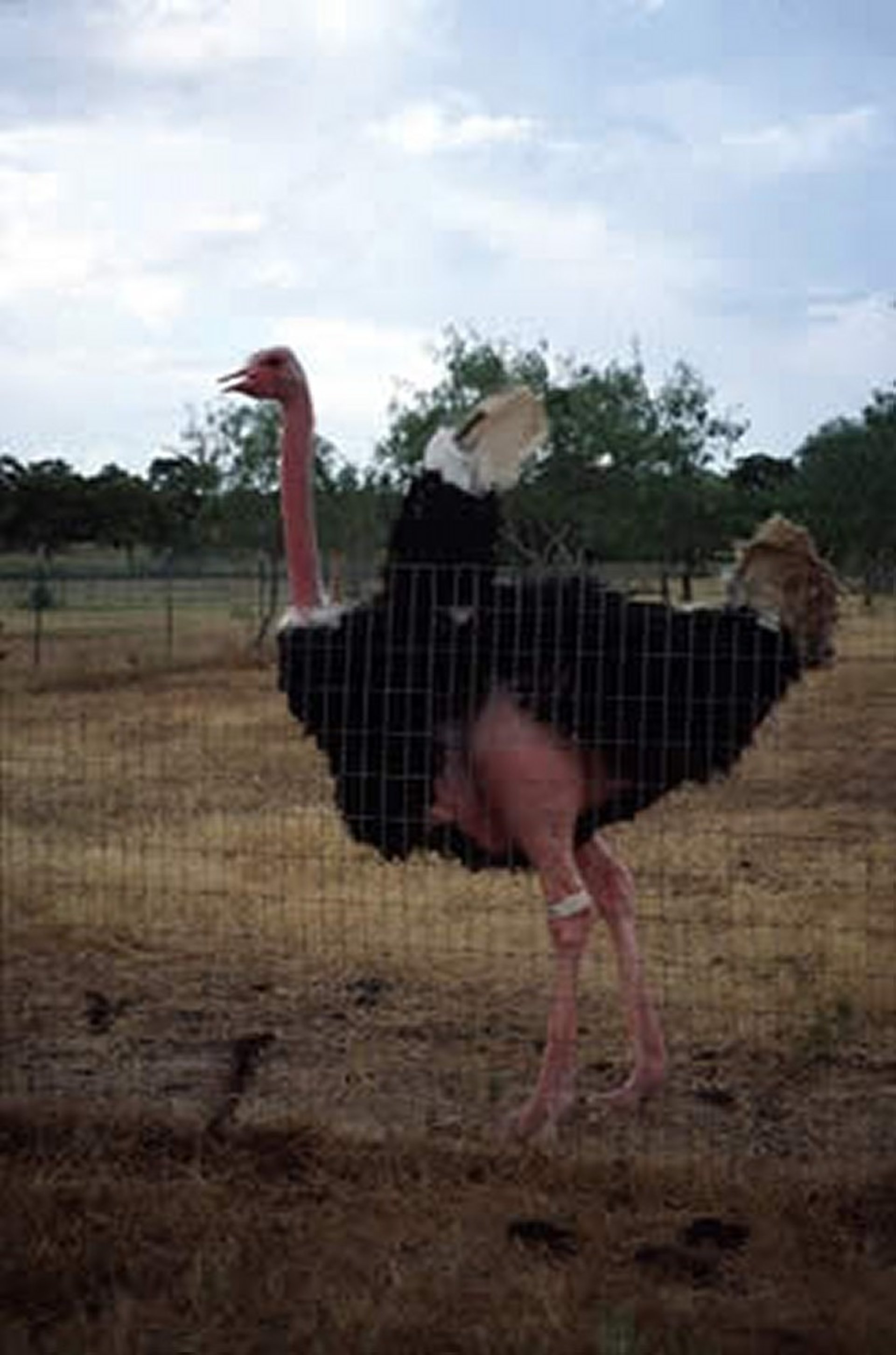 Avestruz macho adulto (<i >Struthio camelus camelus</i>)