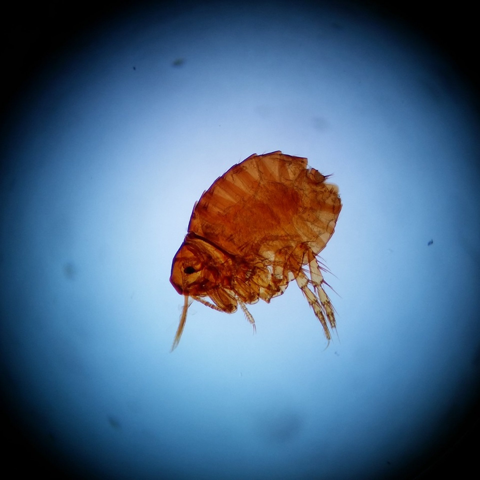 Pulga-de-galinha adulta, fotomicrografia