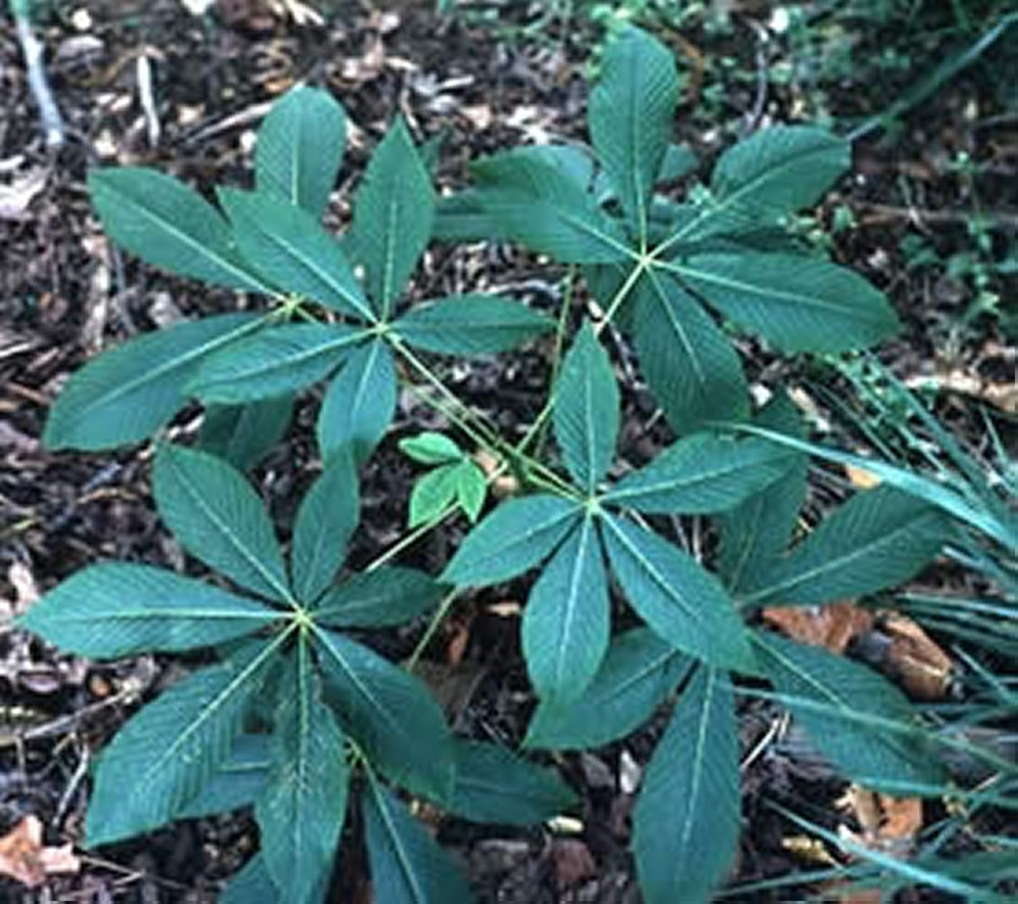 <i >Aesculus</i> spp (Buckeye)