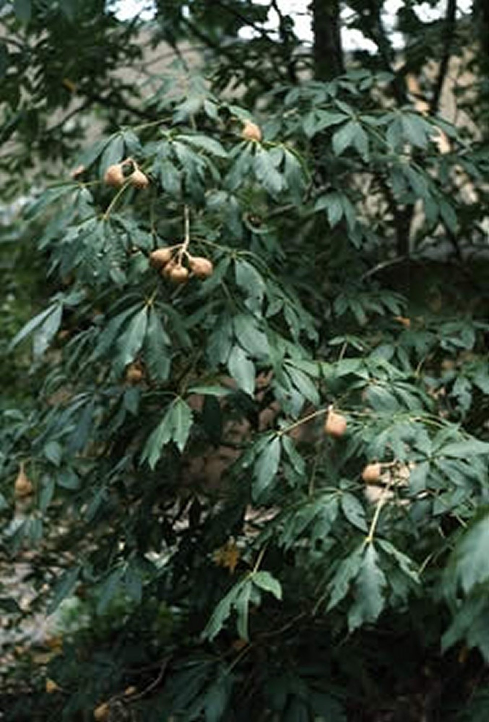 <i >Aesculus</i> spp (Buckeye), plant with fruit