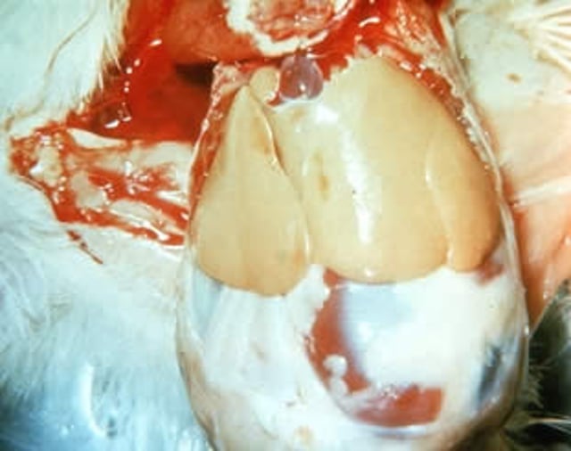 Aflatoxicosis, fatty liver, chicken