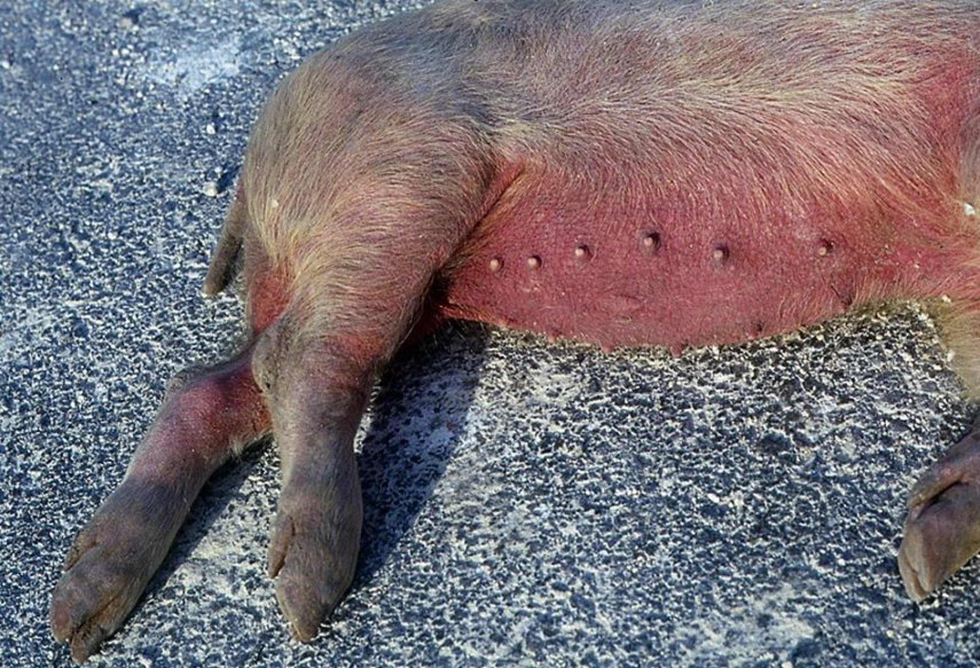 Hiperemia, abdomen y patas, cerdo