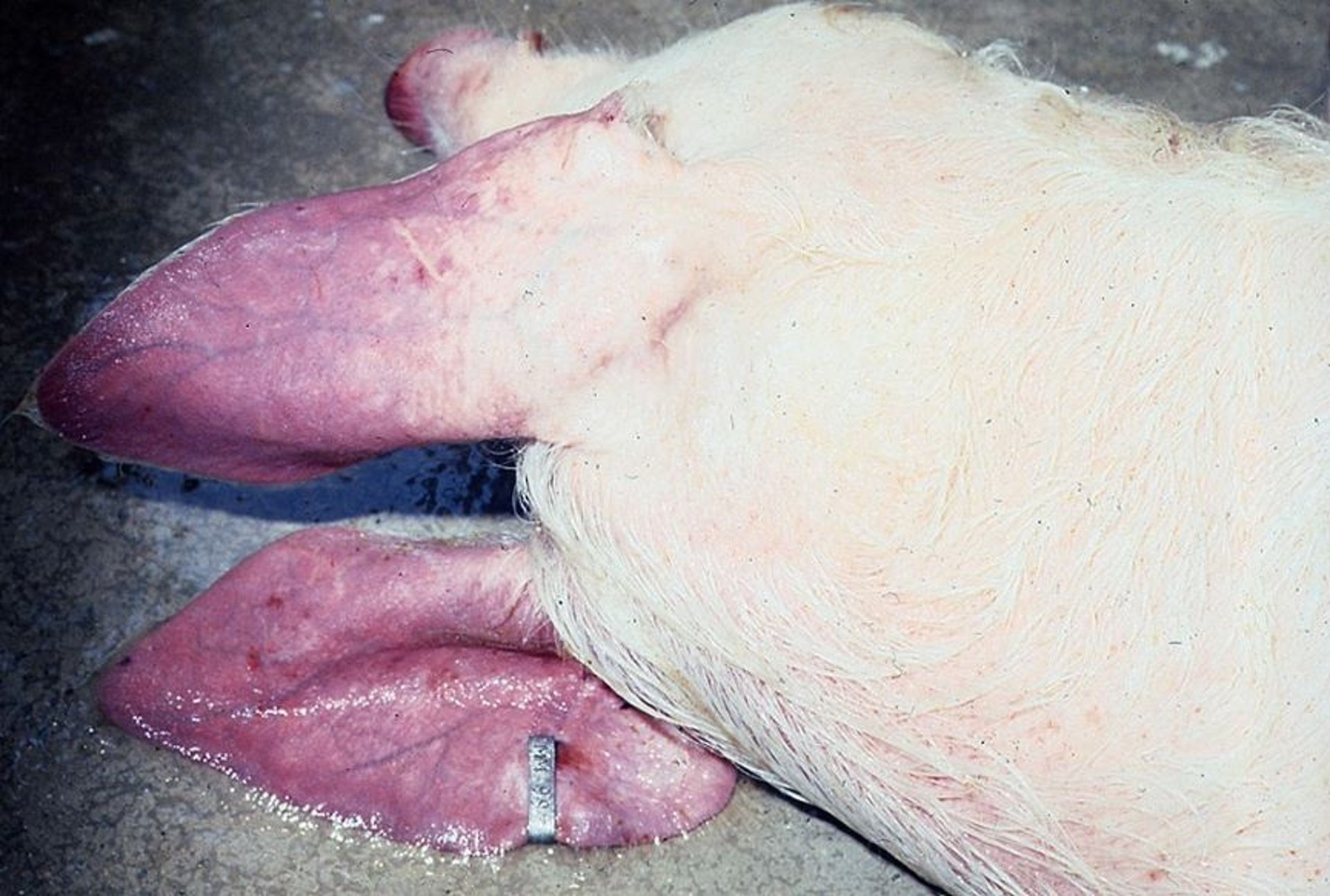 African swine fever, hyperemia, ears