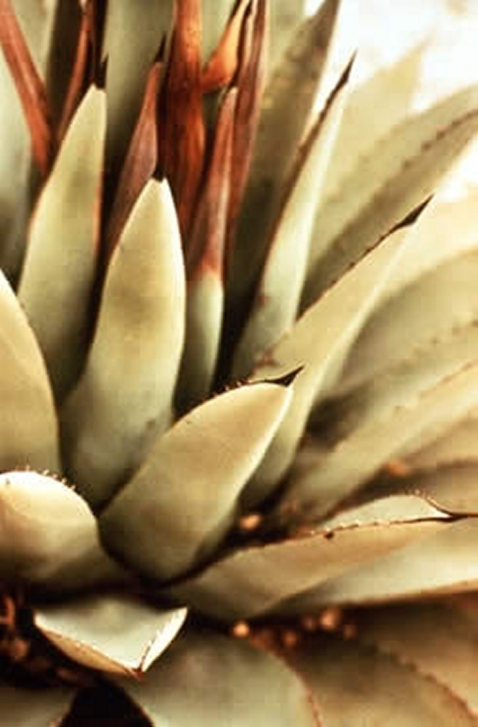 <i >Agave</i> spp (Lechugilla), close-up