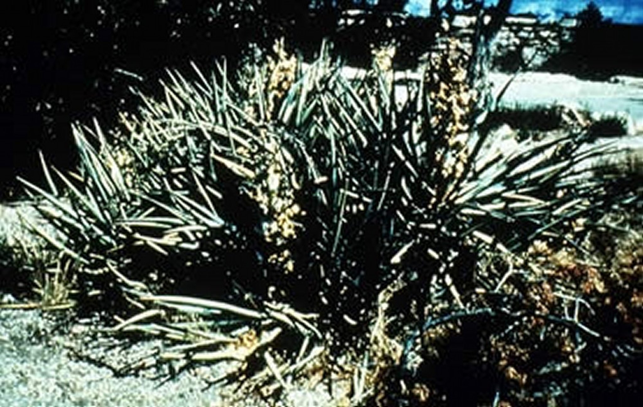 <i >Agave</i> spp (lechuguilla)