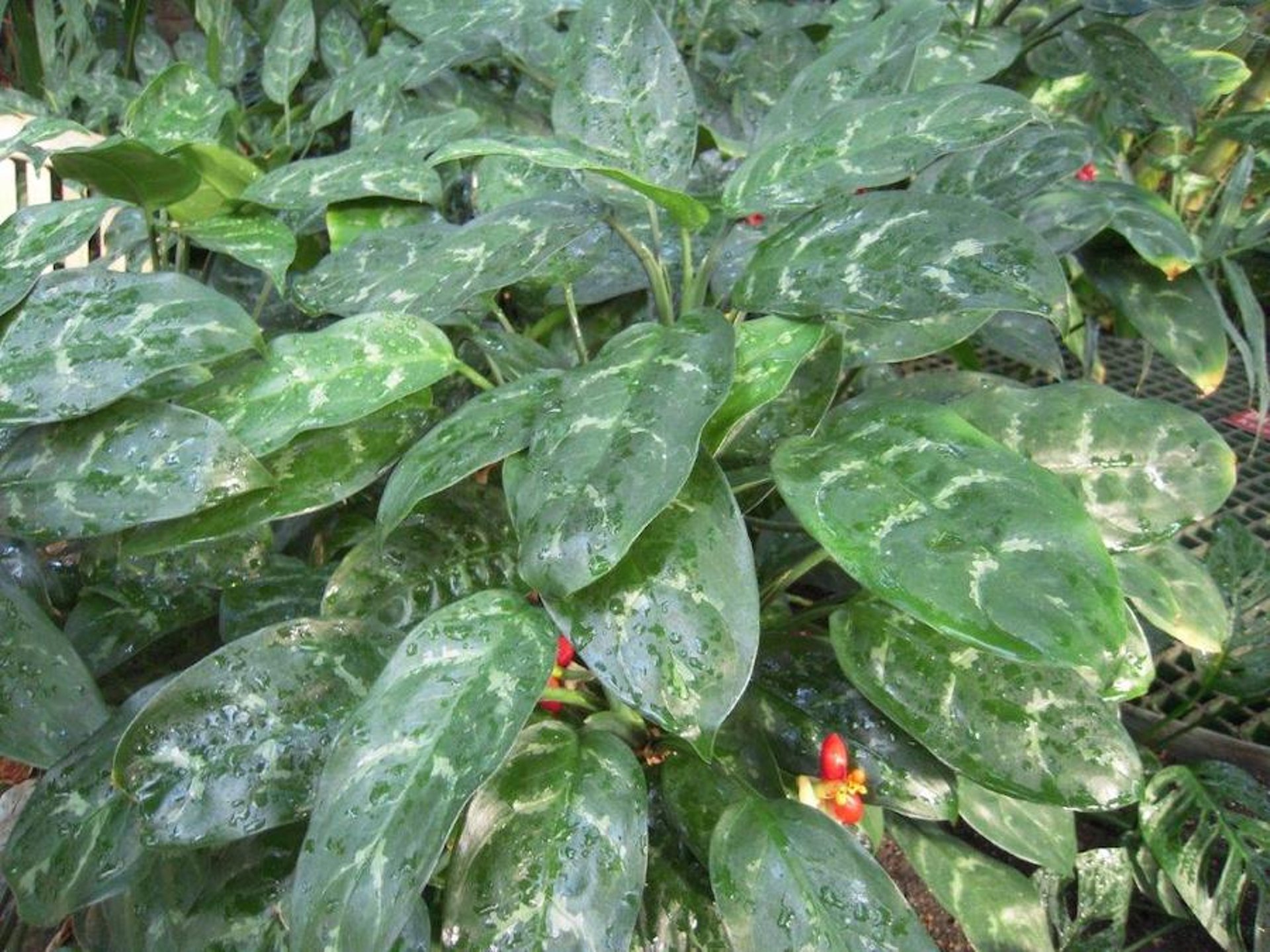 Aglaonema (<i >Aglaonema commutatum</i>)