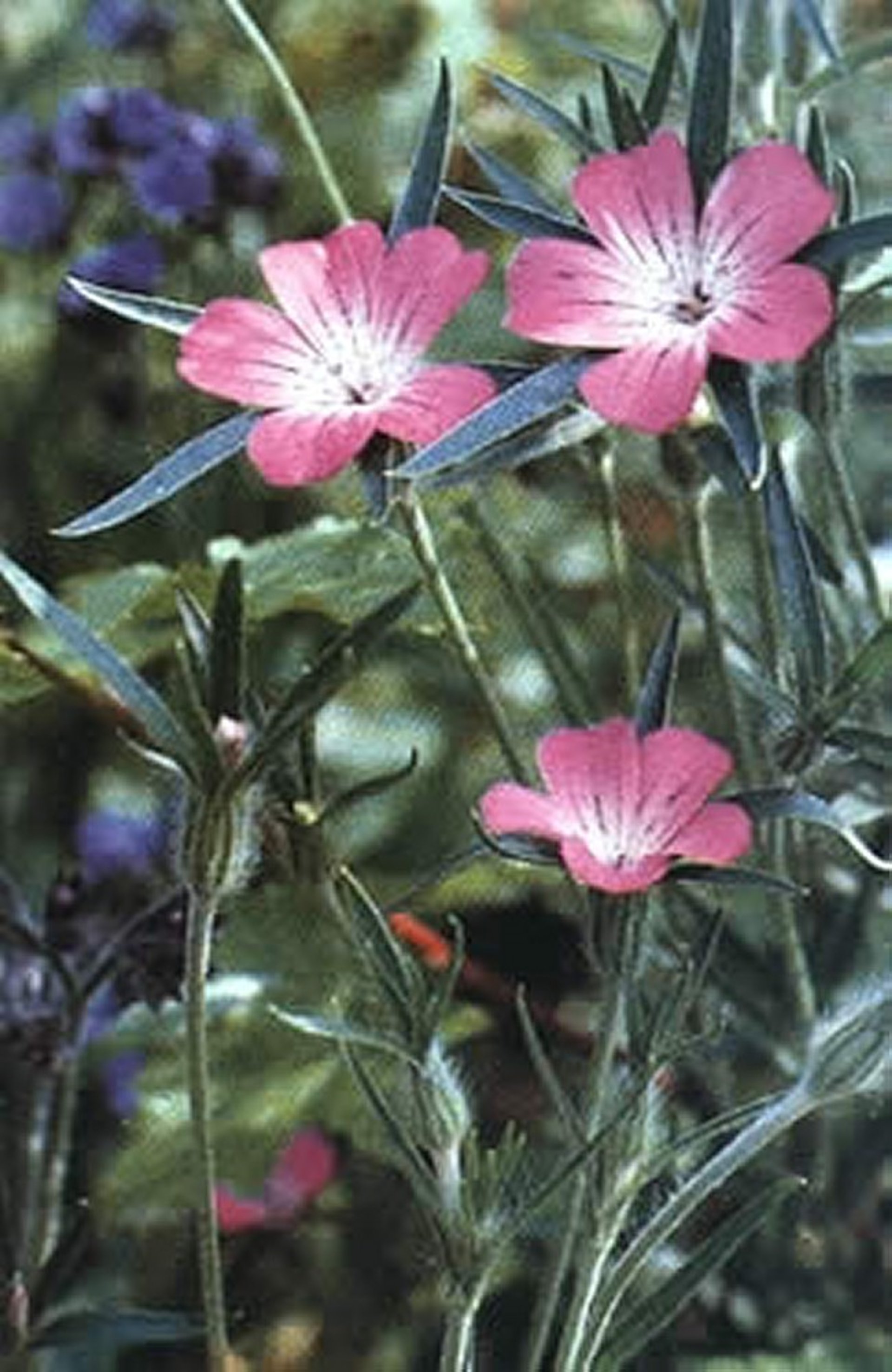 <i >Agrostemma githago</i> (neguilla, candelaria), primer plano