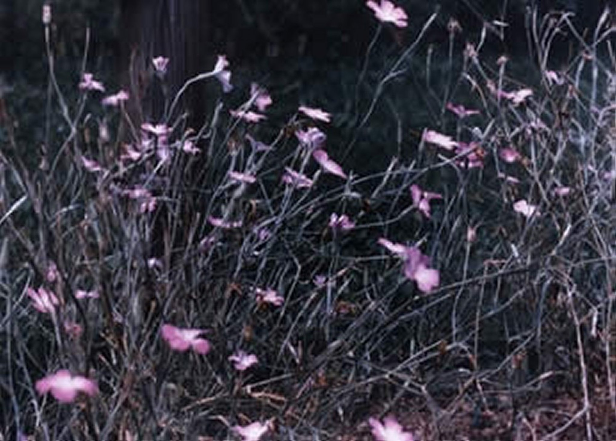 <i >Agrostemma githago</i> (neguilla, candelaria)