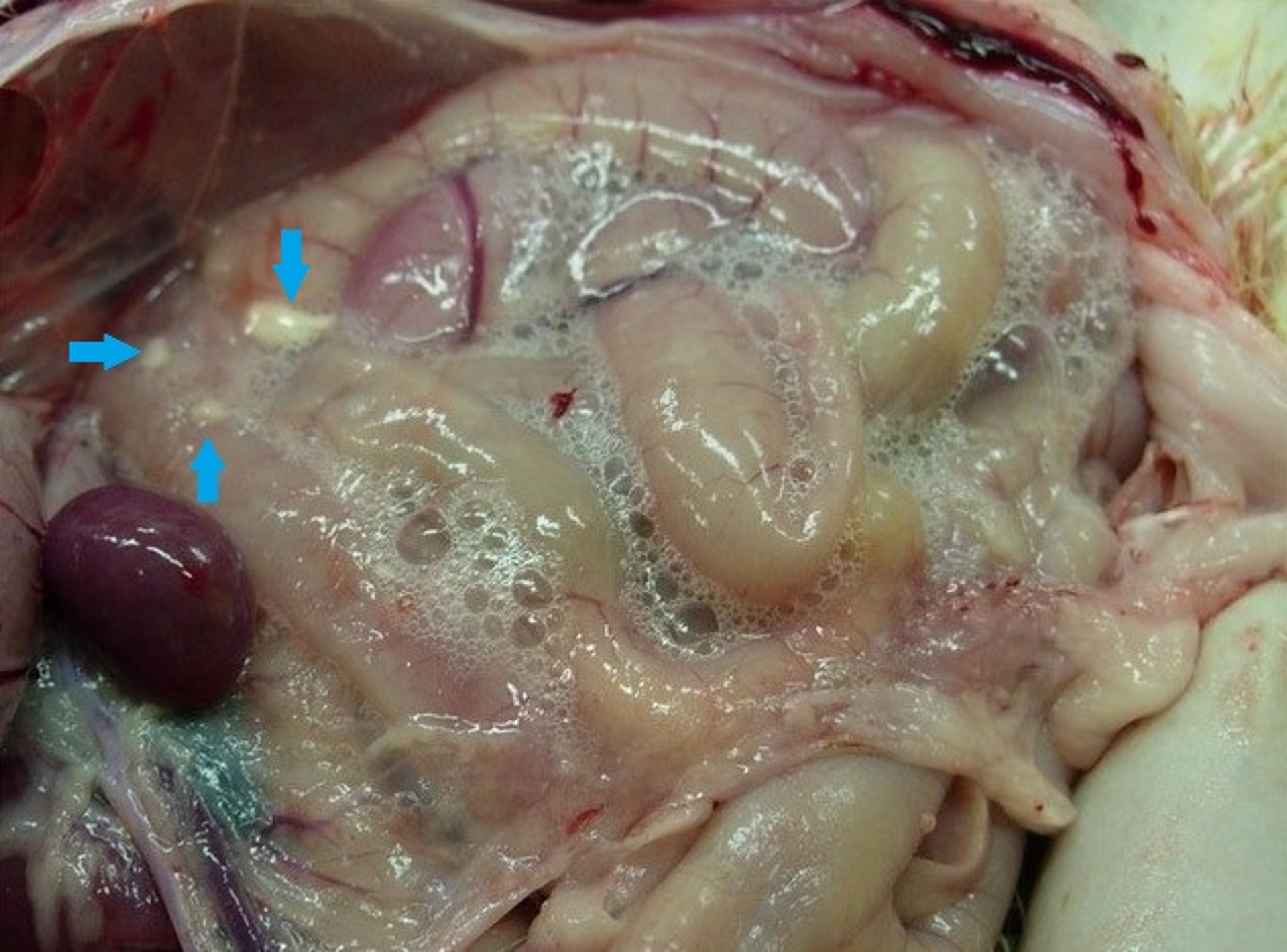 Aerosaculitis, pollo de engorde de 4 semanas