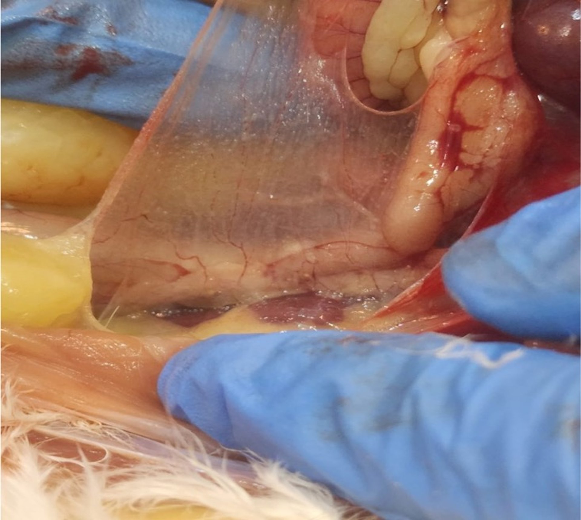 Airsacculitis, chicken