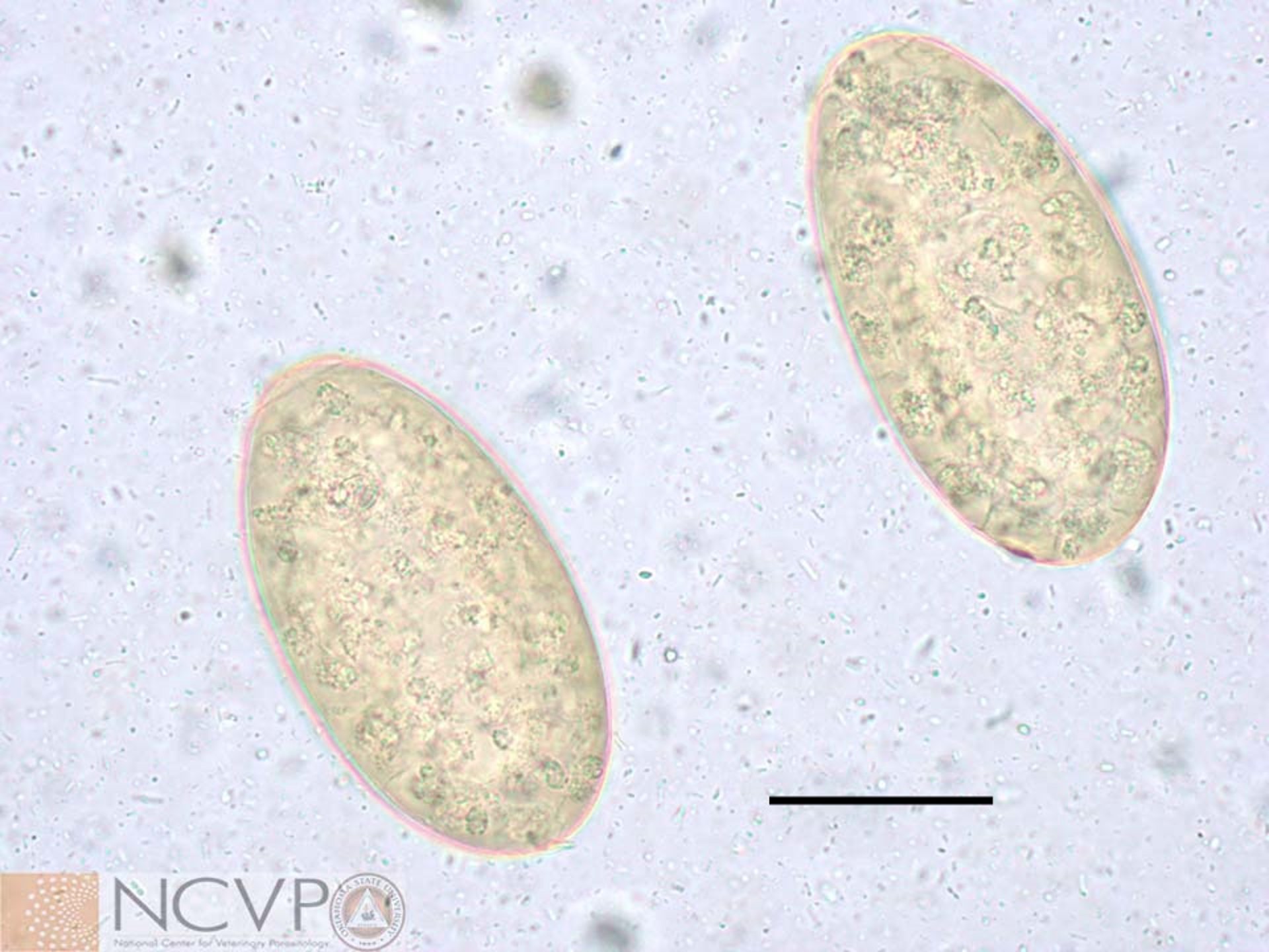 Huevos, <i >Alaria</i> spp, perro