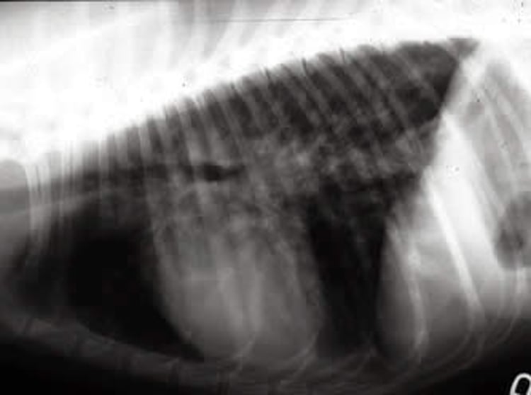 Allergic bronchiolitis, radiograph, cat