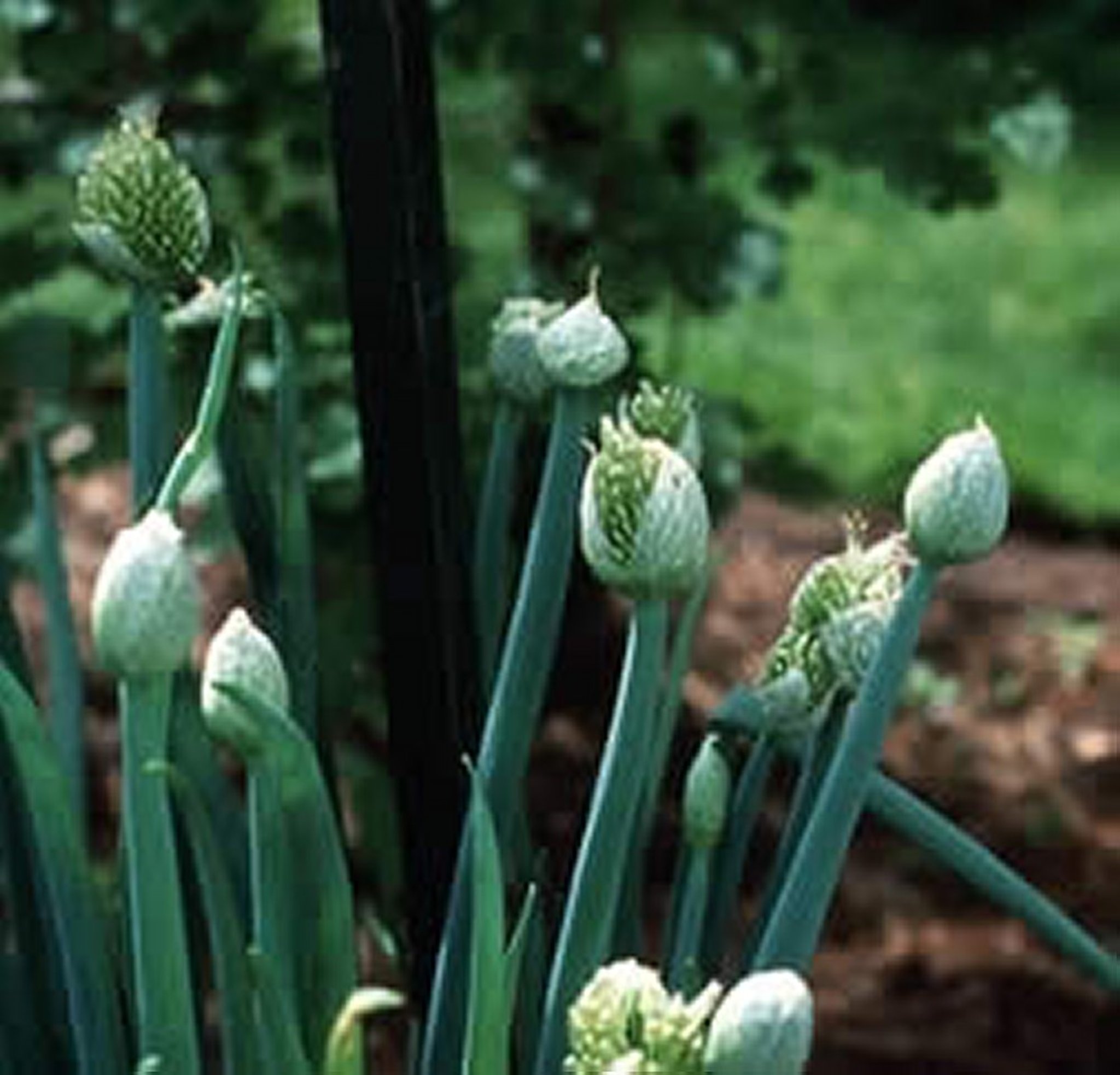 <i >Allium</i> spp (Cultivated Onion)