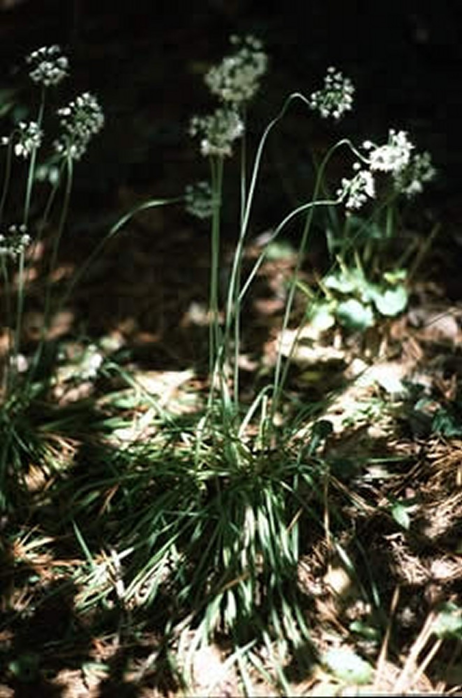 <i >Allium</i> spp (Wild Onion)