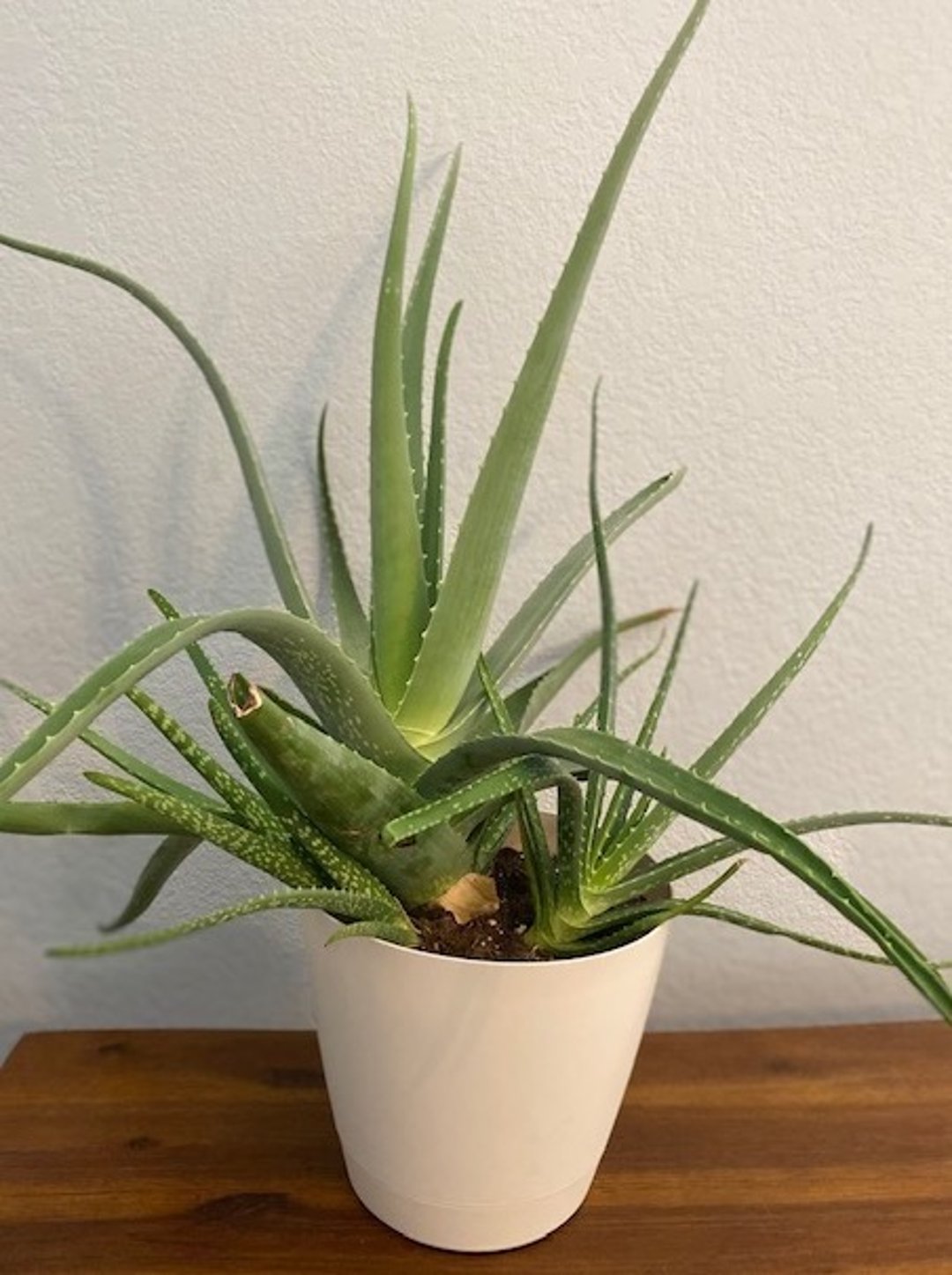 Aloe (<i >Aloe</i> spp)