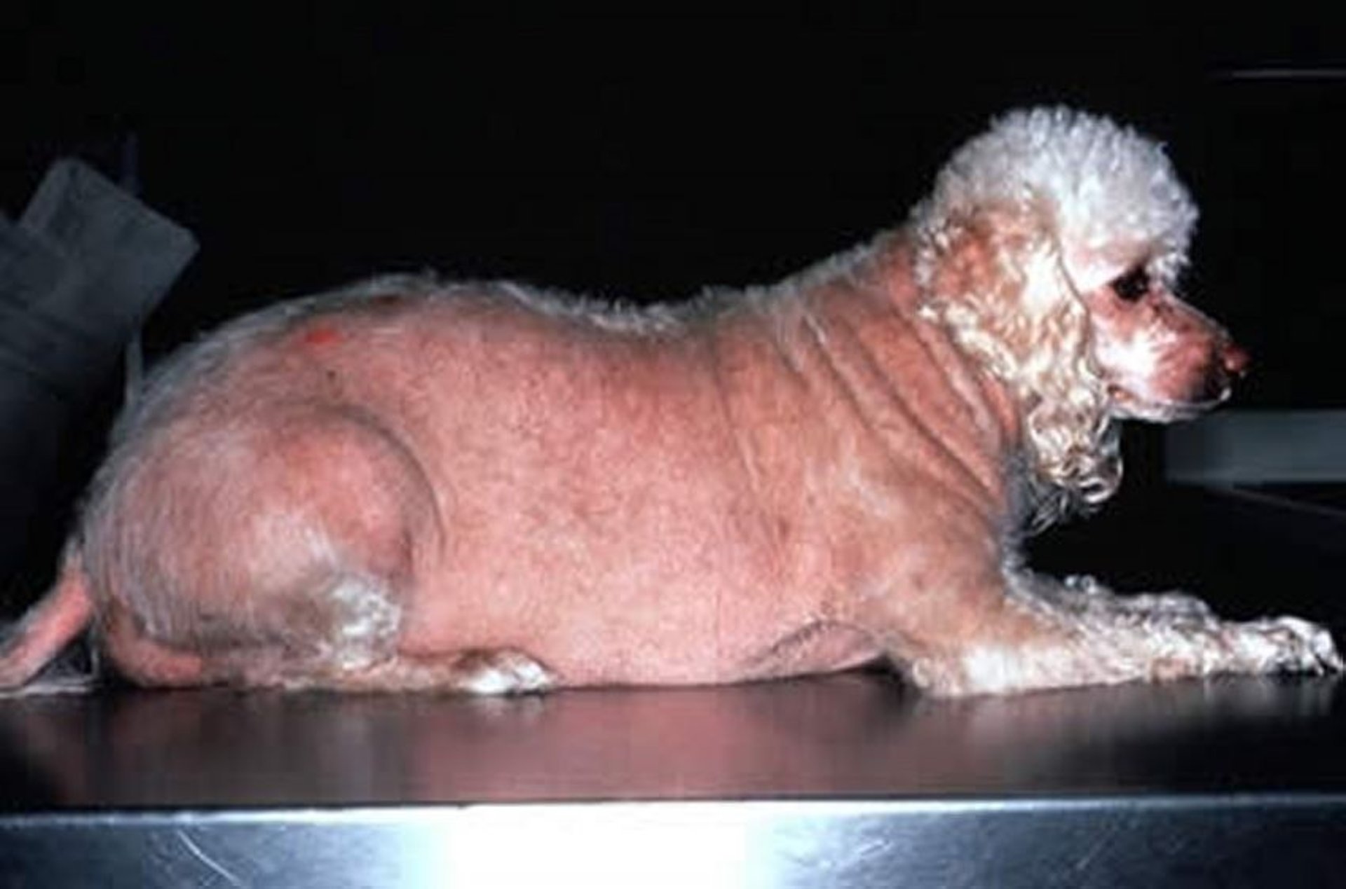 Hiperadrenocorticismo, Caniche