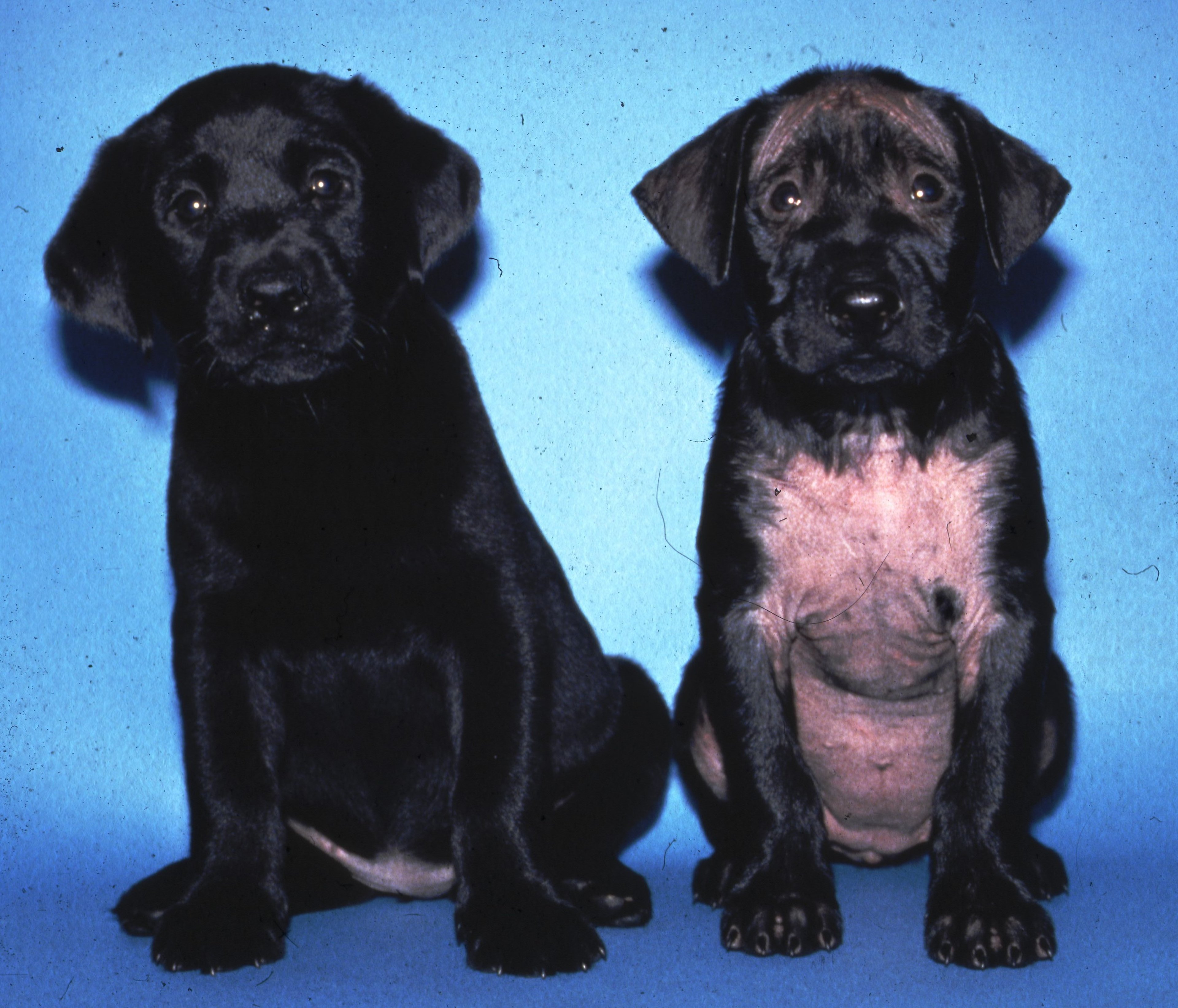Defecto ectodérmico congénito, perro