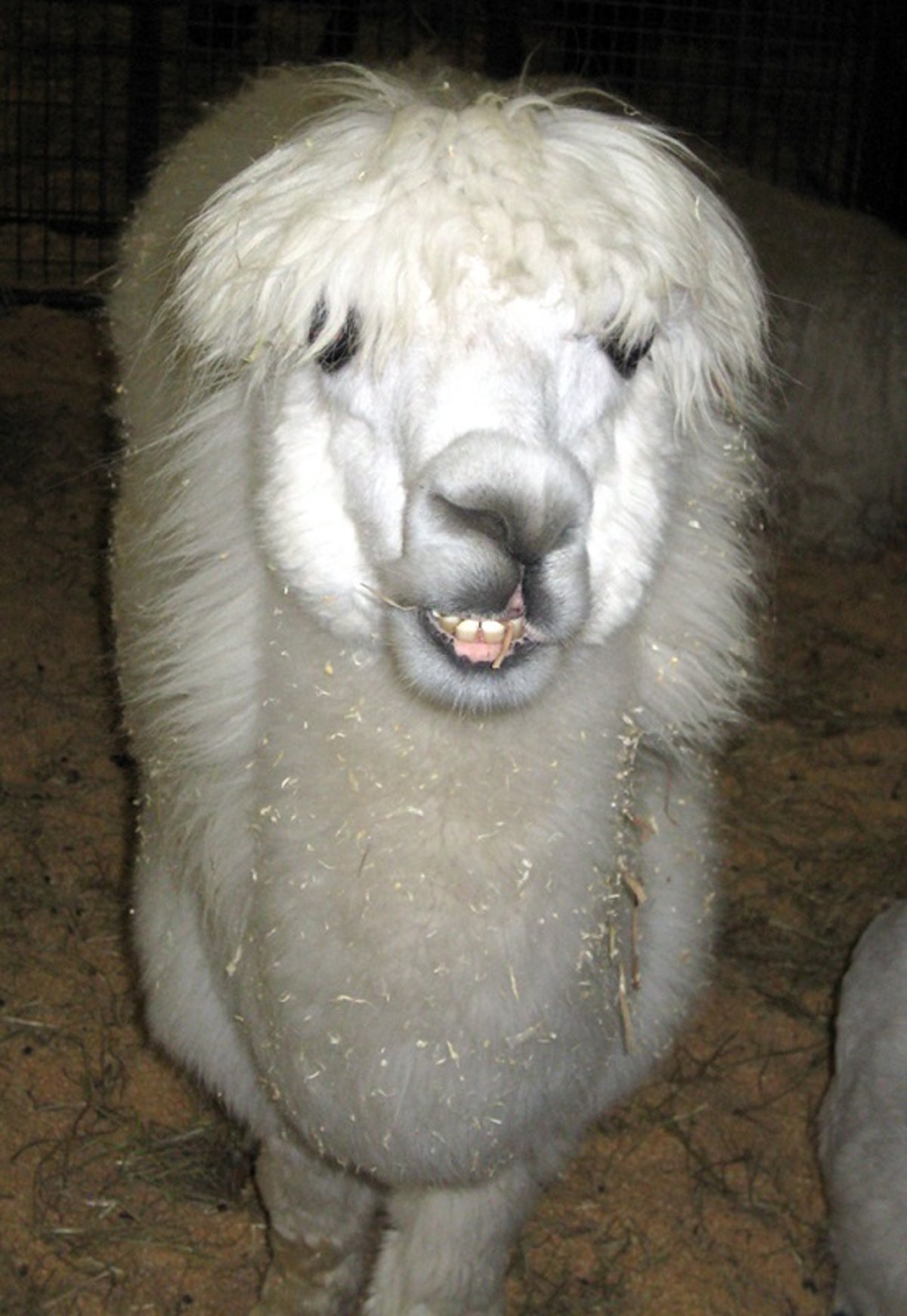 Nariz torcida, alpaca