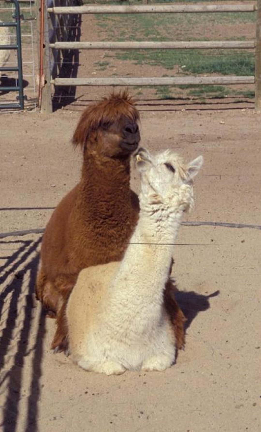 Apareamiento de alpacas
