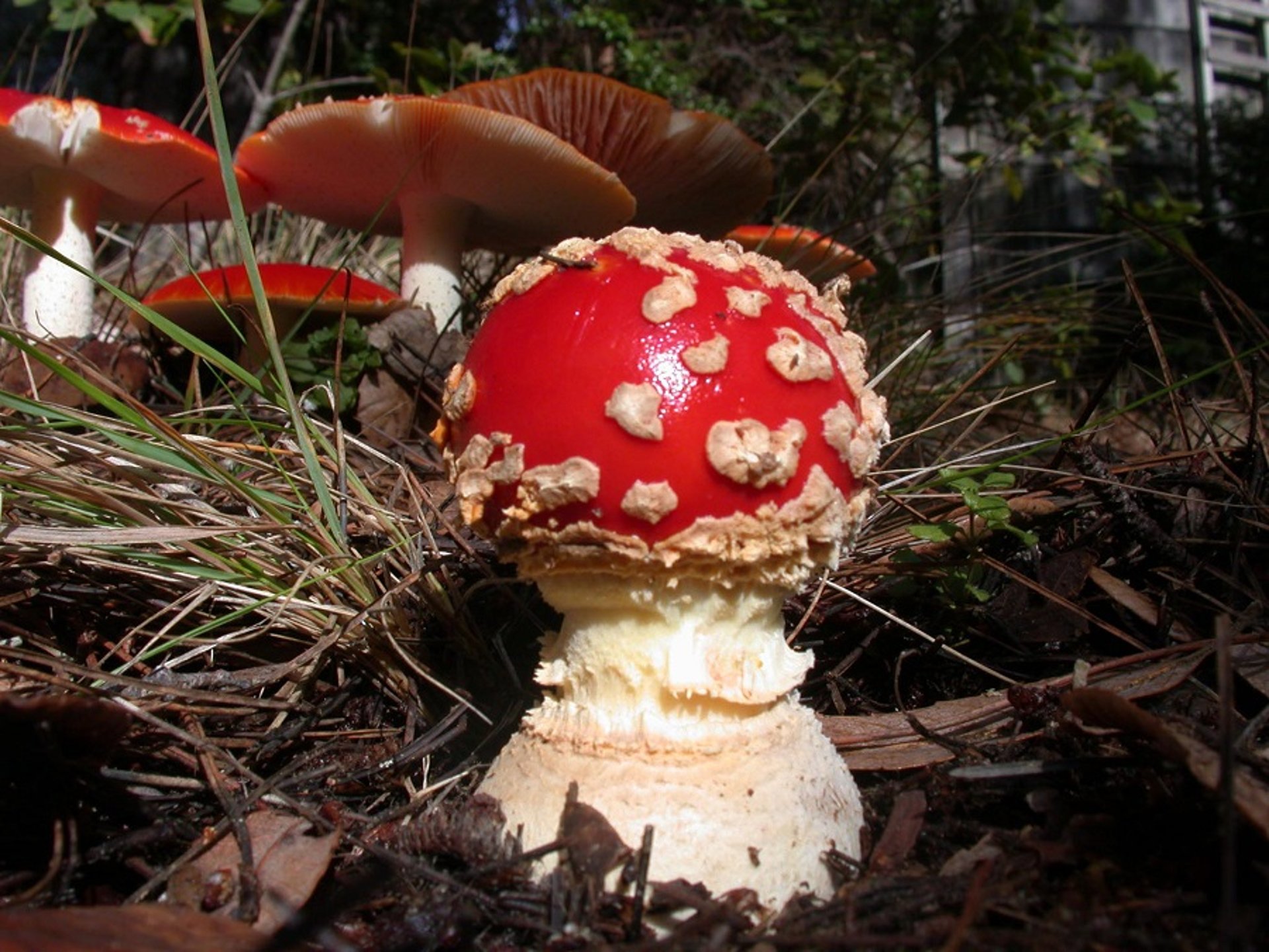 <i >Amanita muscaria</i>