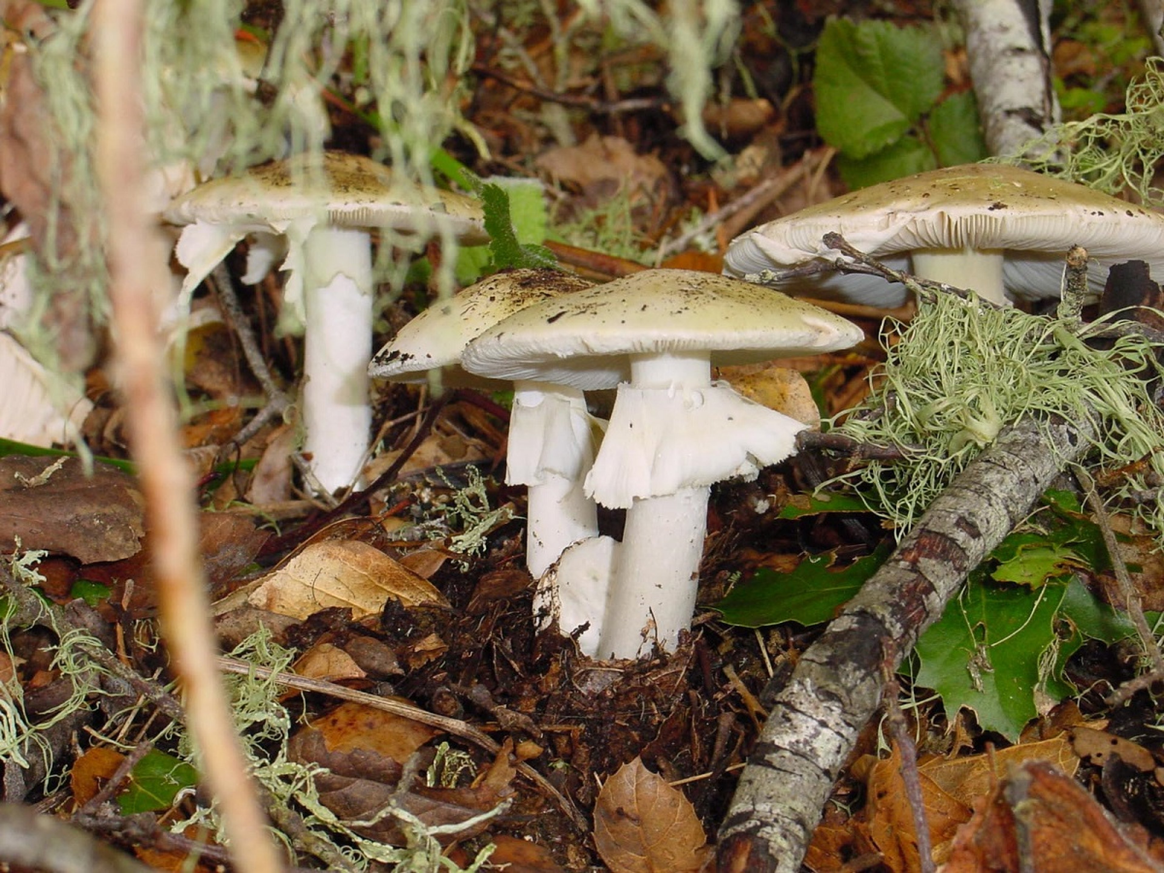 <i >Amanita phalloides</i>