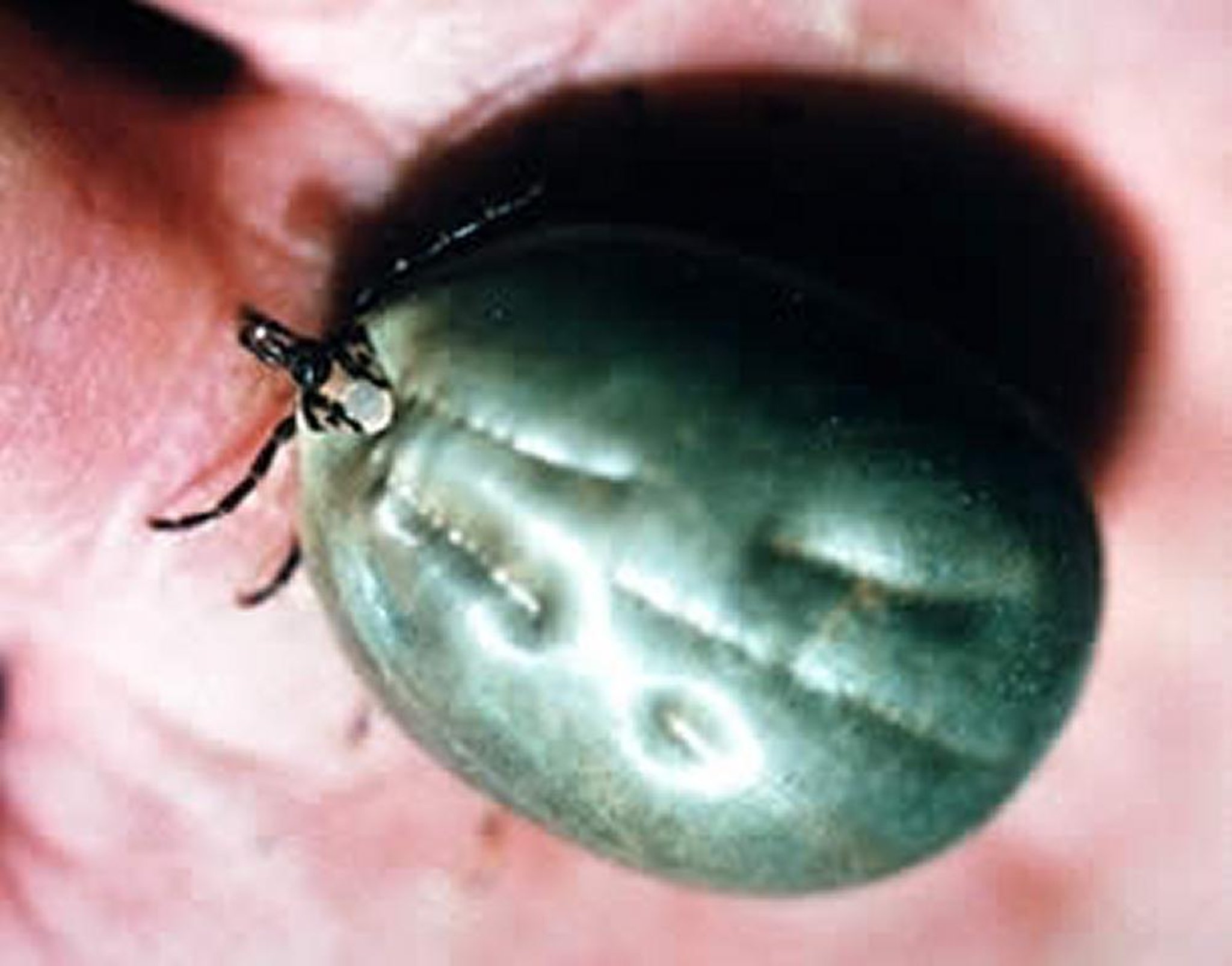 <i >Ambylomma haebreum</i>
