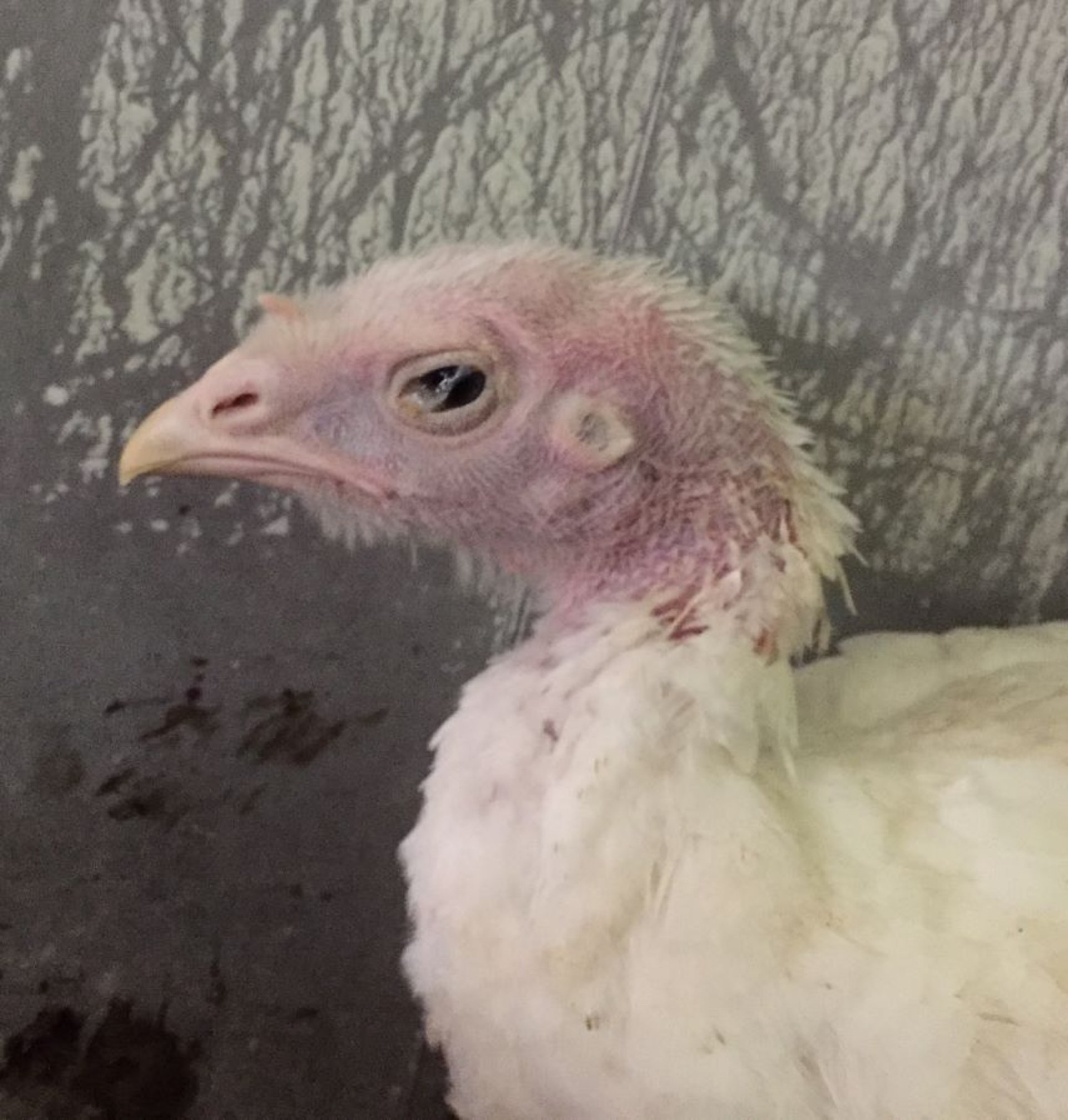 Secreción ocular mucopurulenta, infección por metaneumovirus aviar, pavo