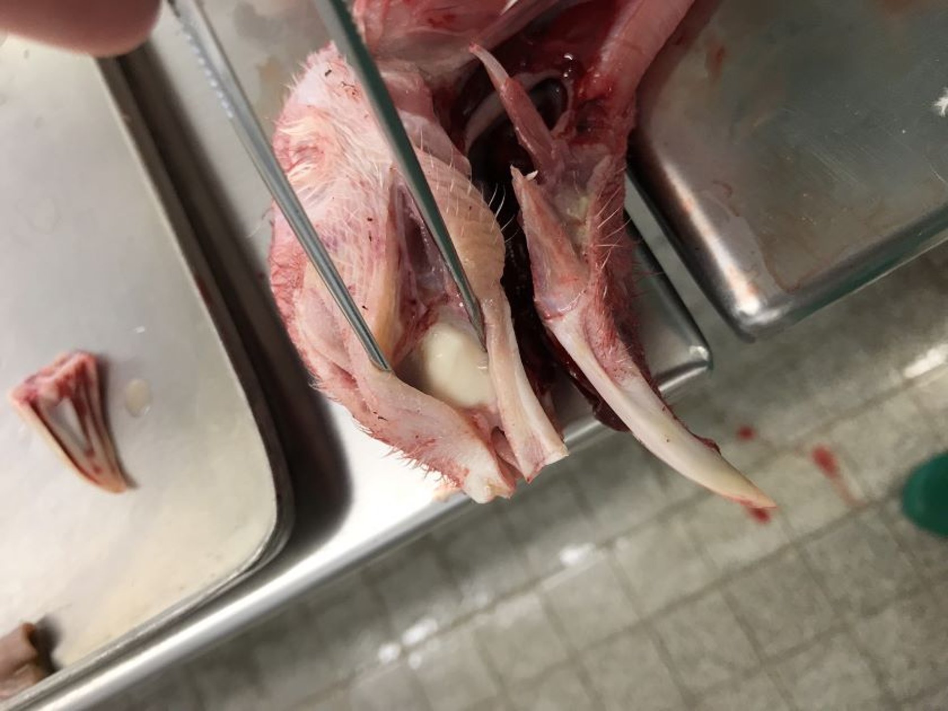 Secreción mucopurulenta, seno, pavo con metaneumovirus aviar