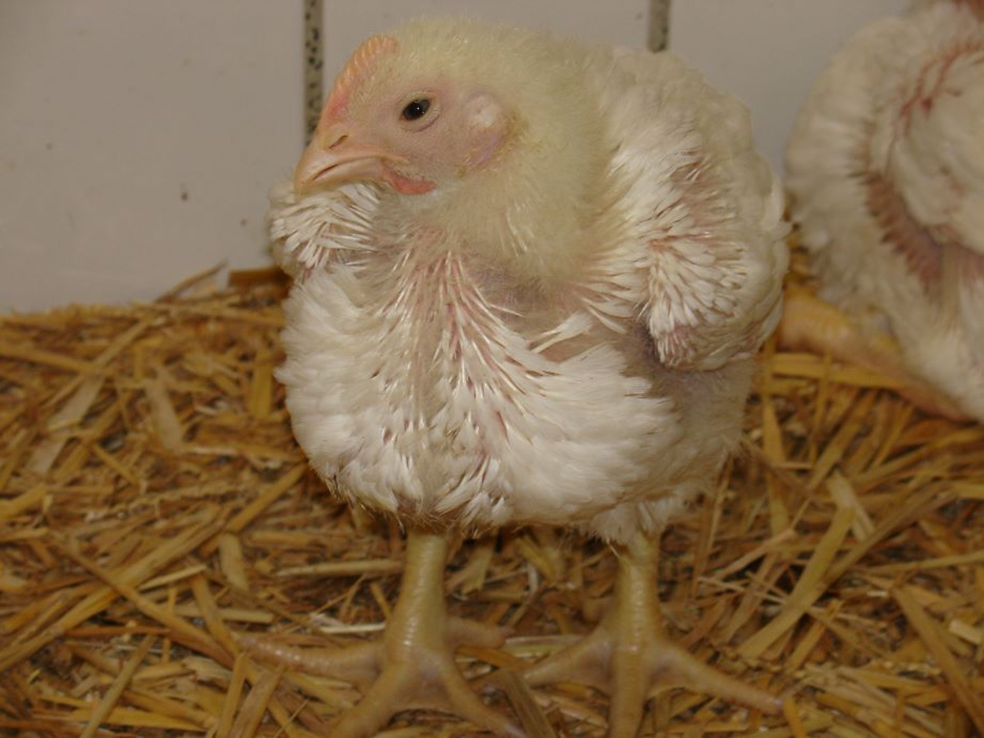 Infección por metaneumovirus aviar, síndrome de cabeza hinchada, pollo de engorde