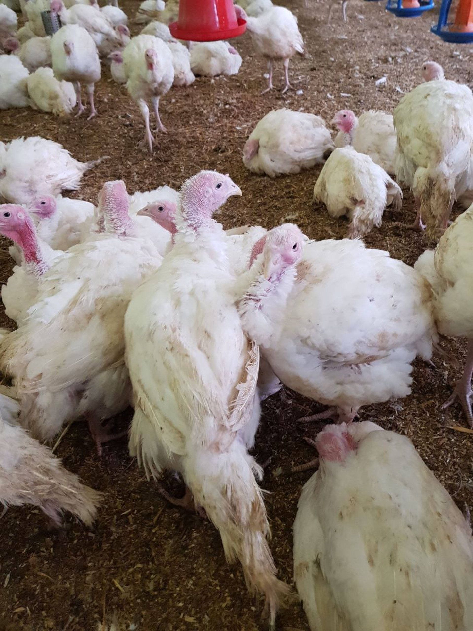 Infecção por metapneumovírus aviário, perus