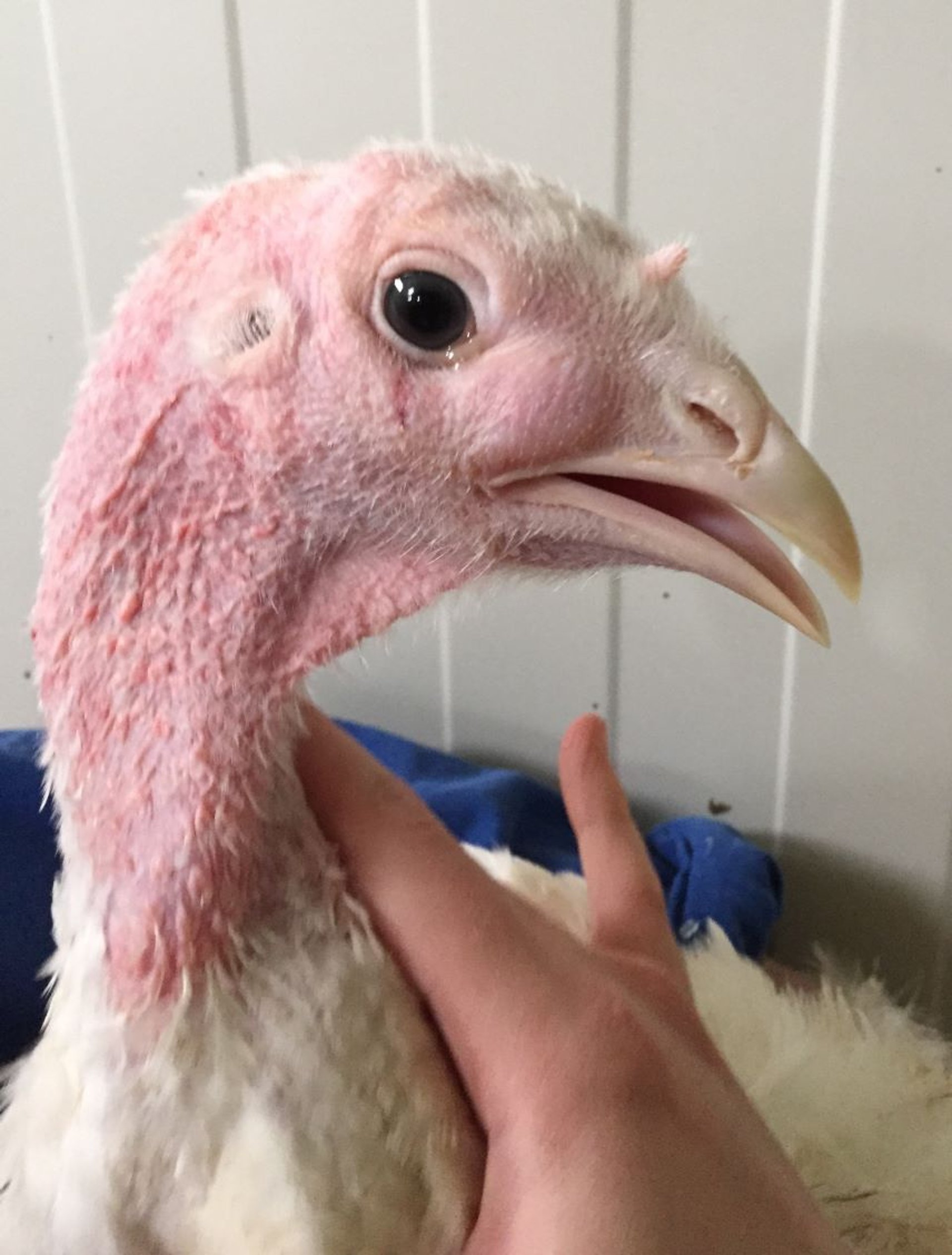 Secreción ocular acuosa, infección por metaneumovirus aviar, pavo