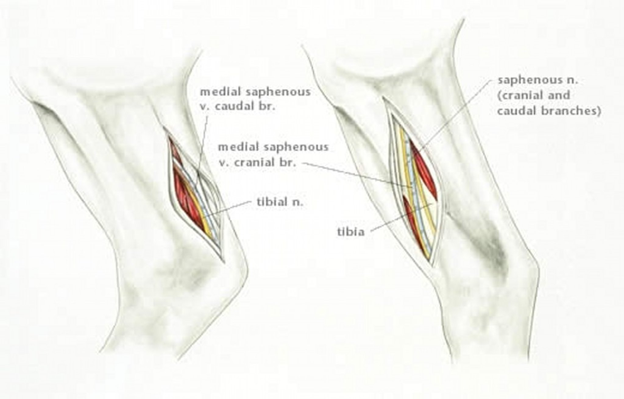 Anatomía del bloqueo palmar medial, caballo