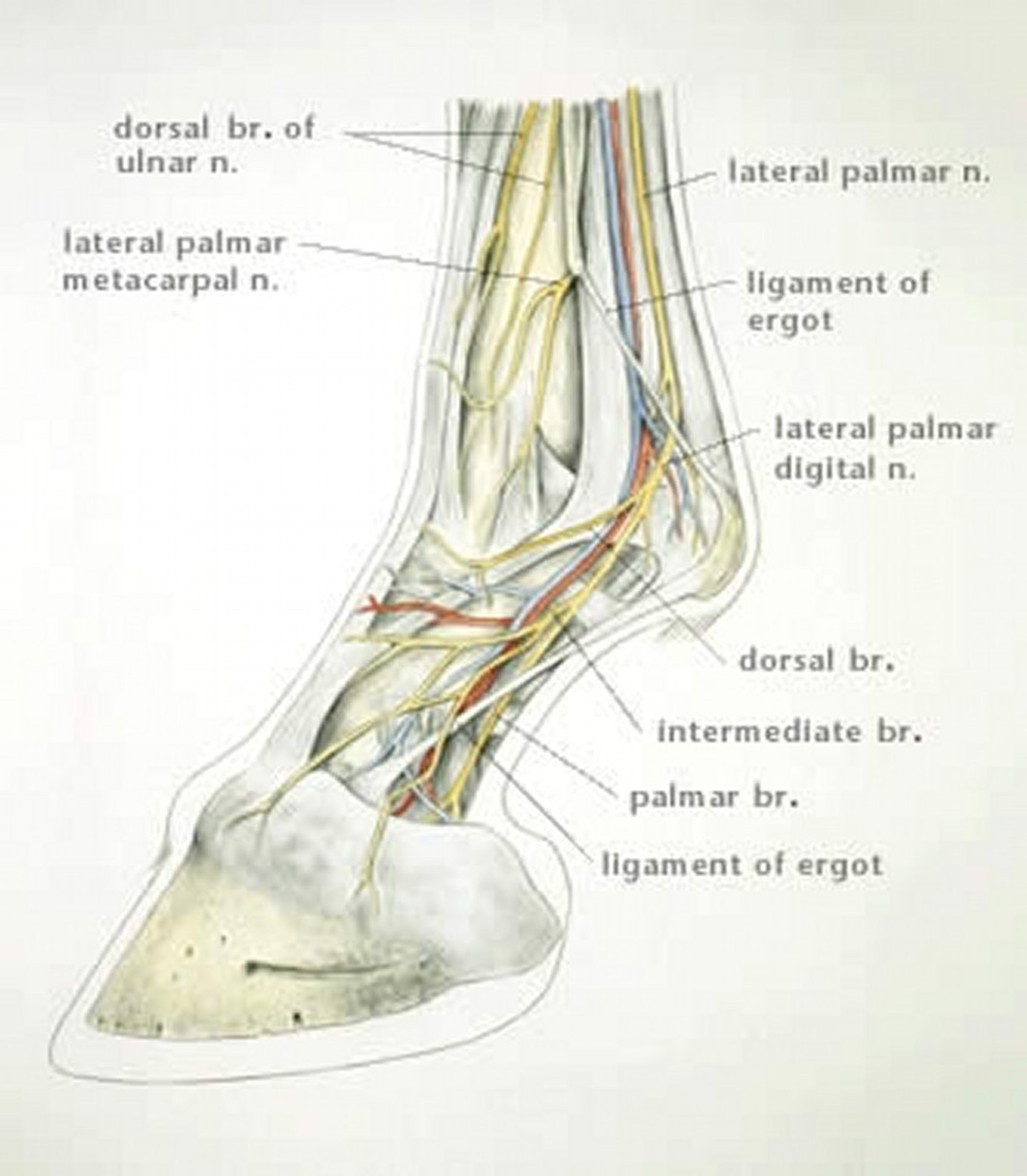 Anatomía del bloqueo nervioso, área digital, extremidad anterior, caballo