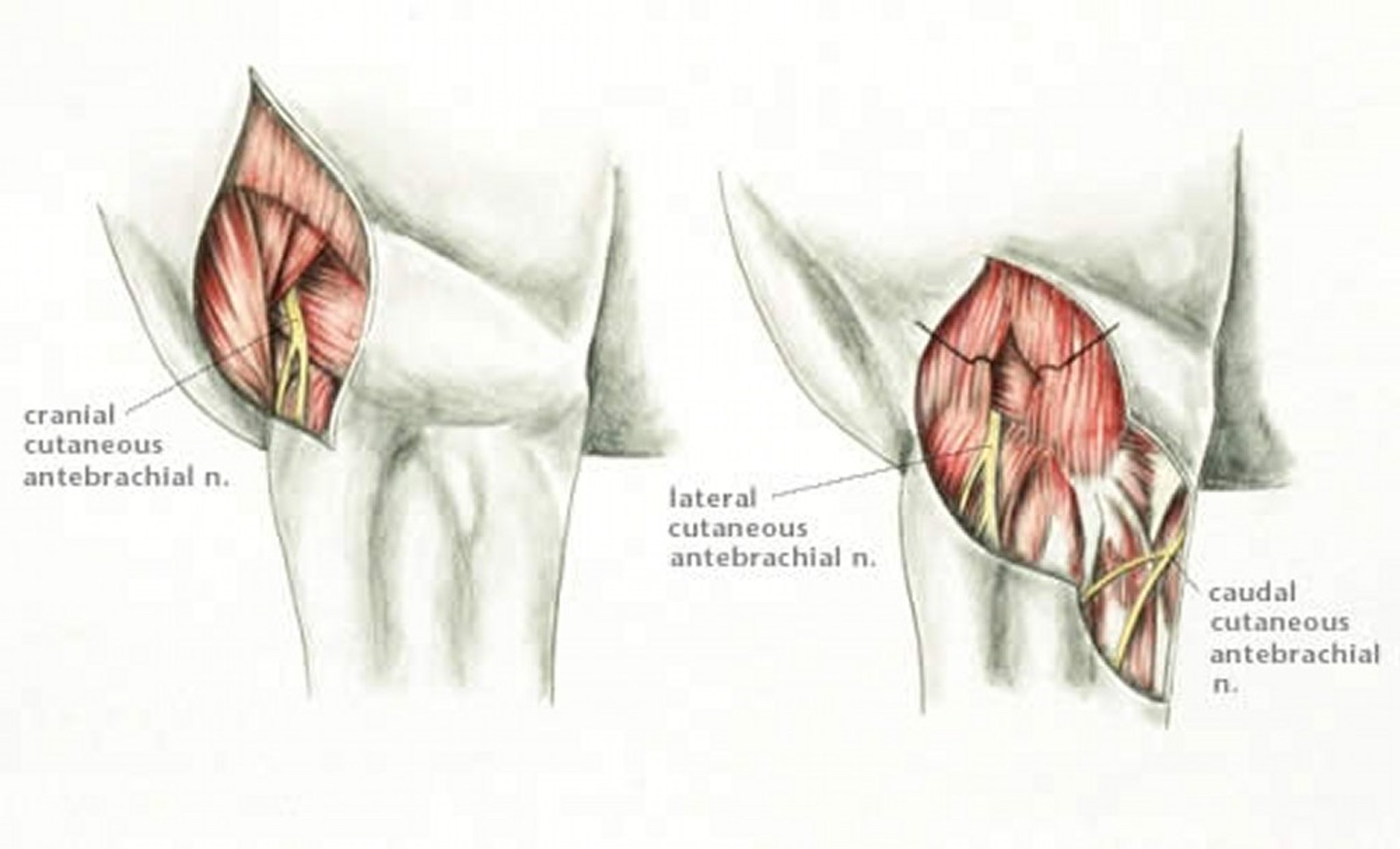Anatomía del bloqueo nervioso en la extremidad anterior y lateral, caballo