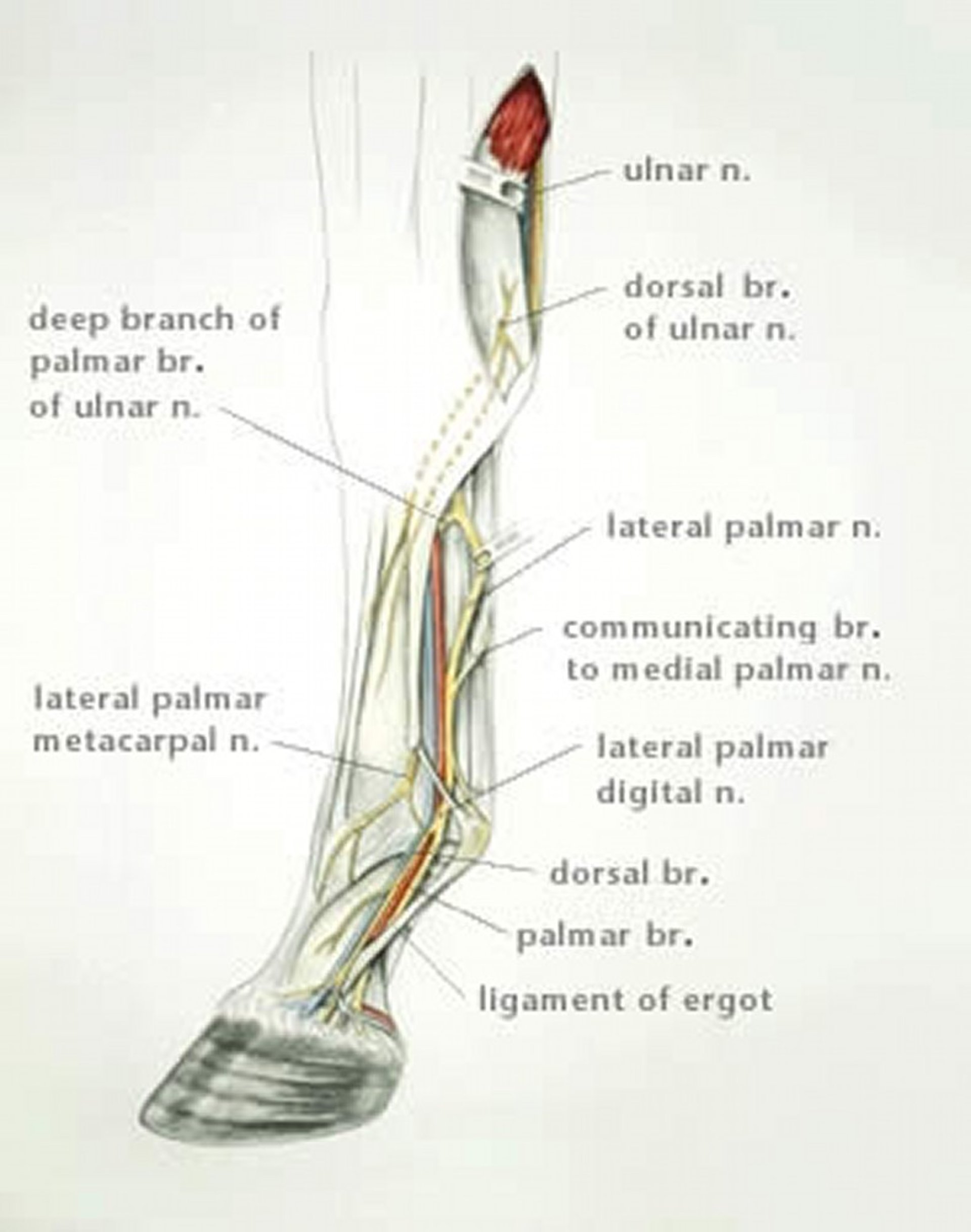 Anatomía del bloqueo nervioso de la extremidad anterior distal, caballo