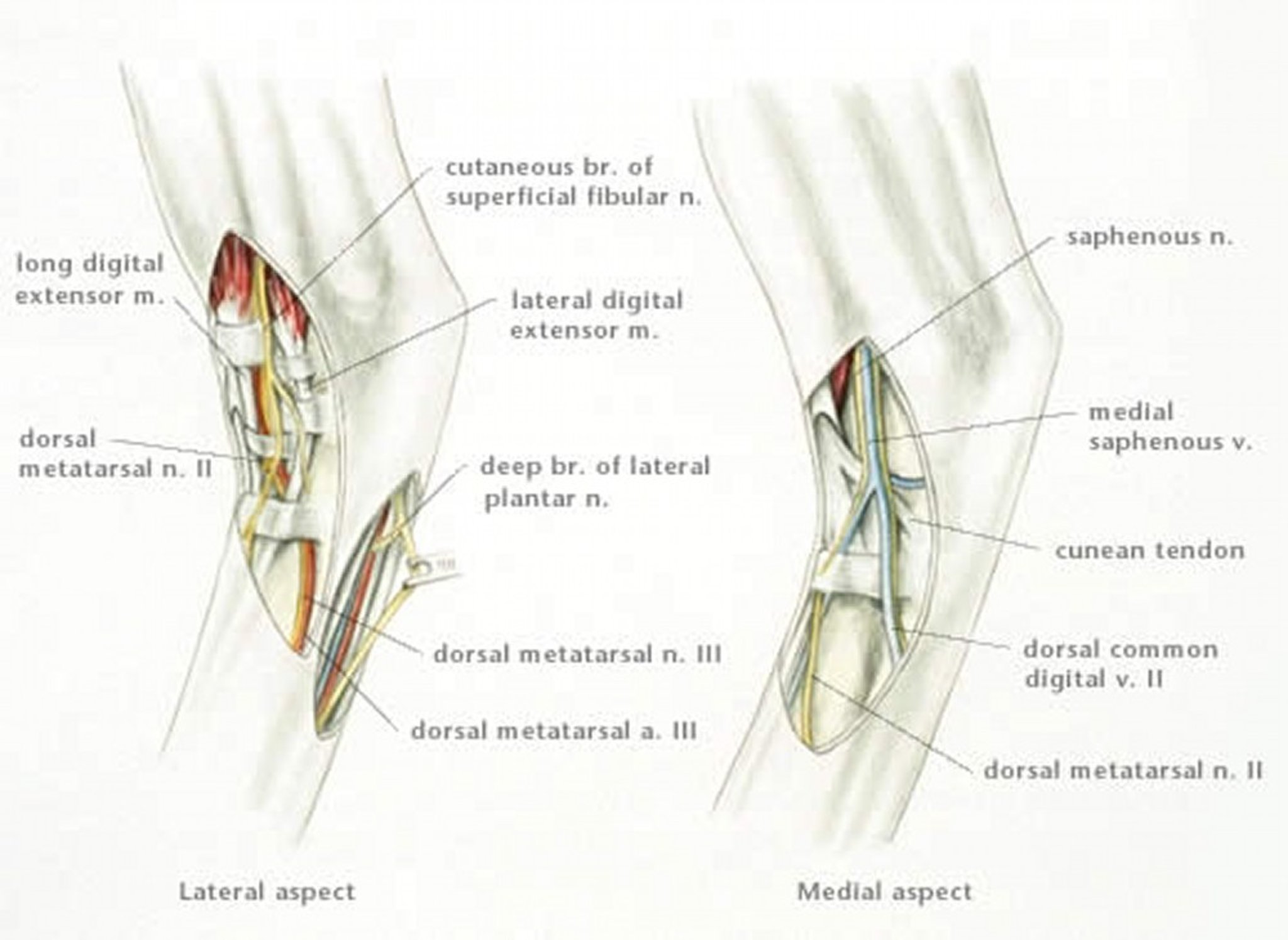 Anatomía del bloqueo nervioso del tarso, caballo