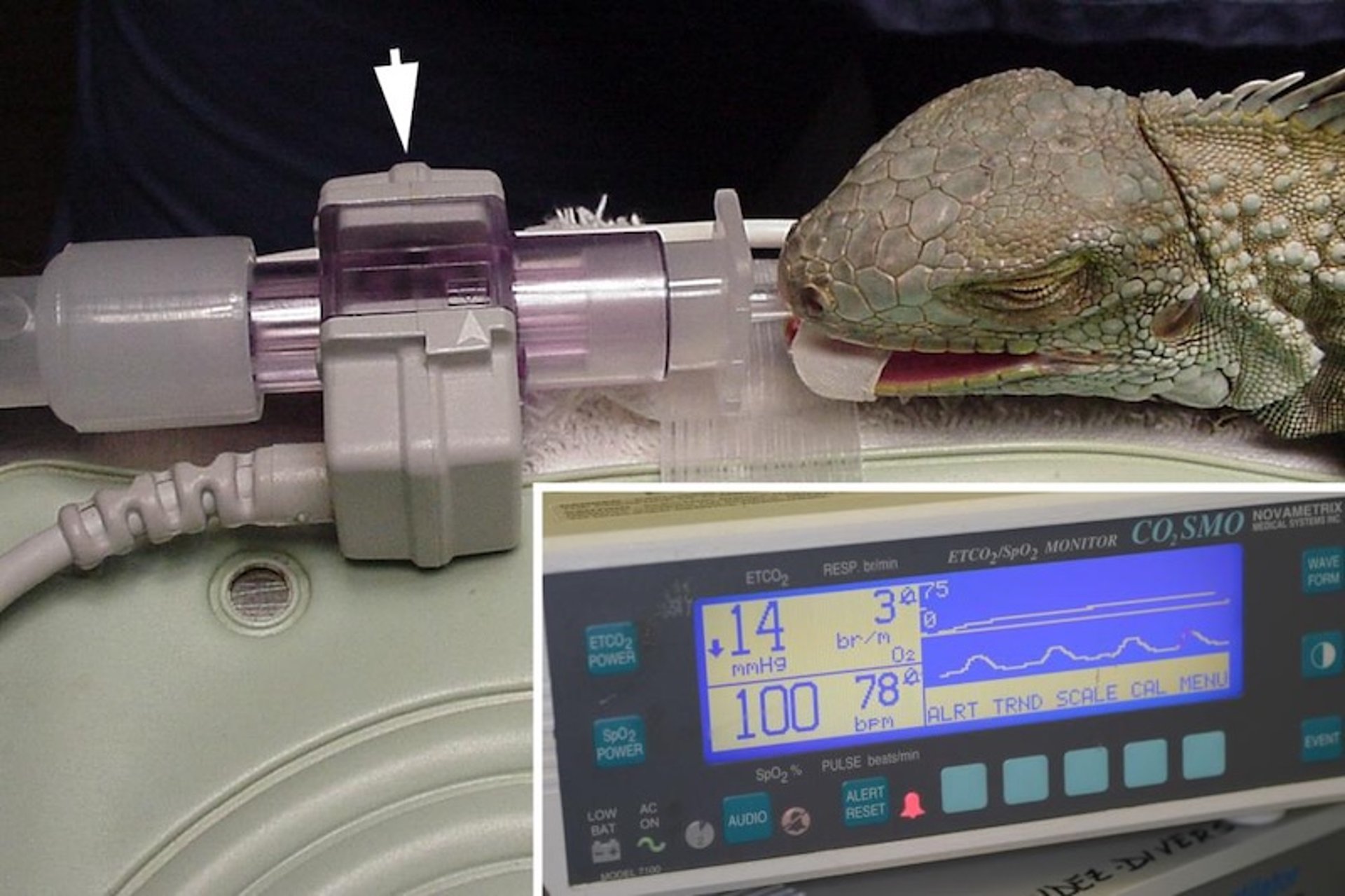 Monitoreo de anestesia, iguana