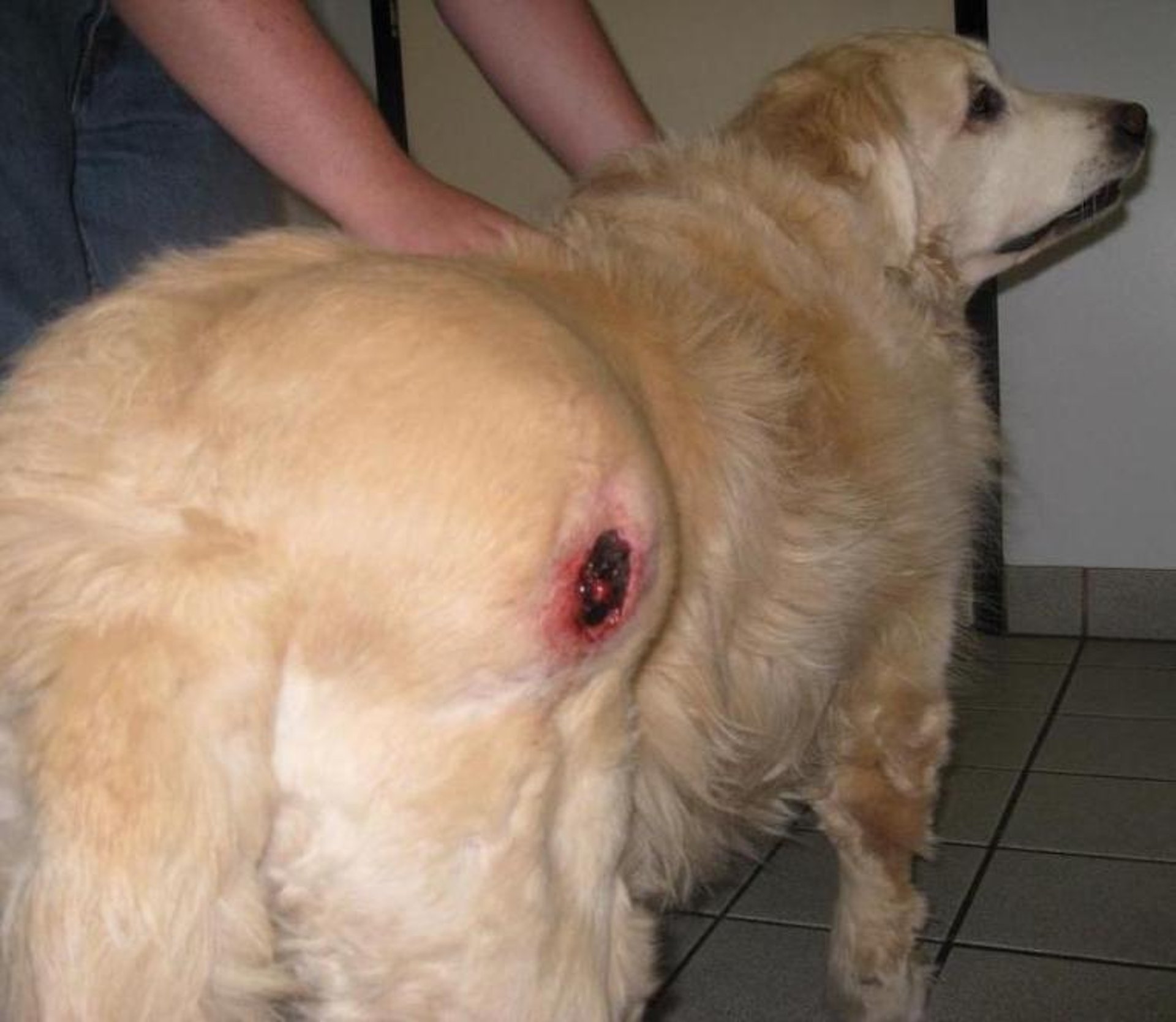 Angiosarcoma, cadera, Golden Retriever de 13 años