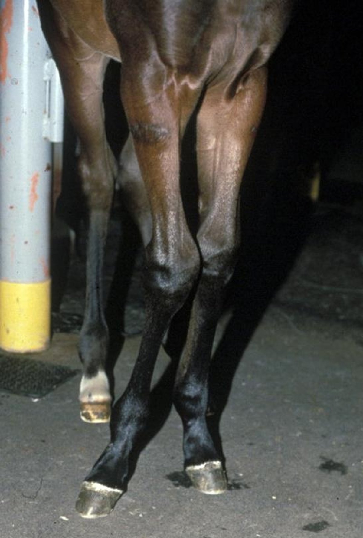 Carpal valgus, foal