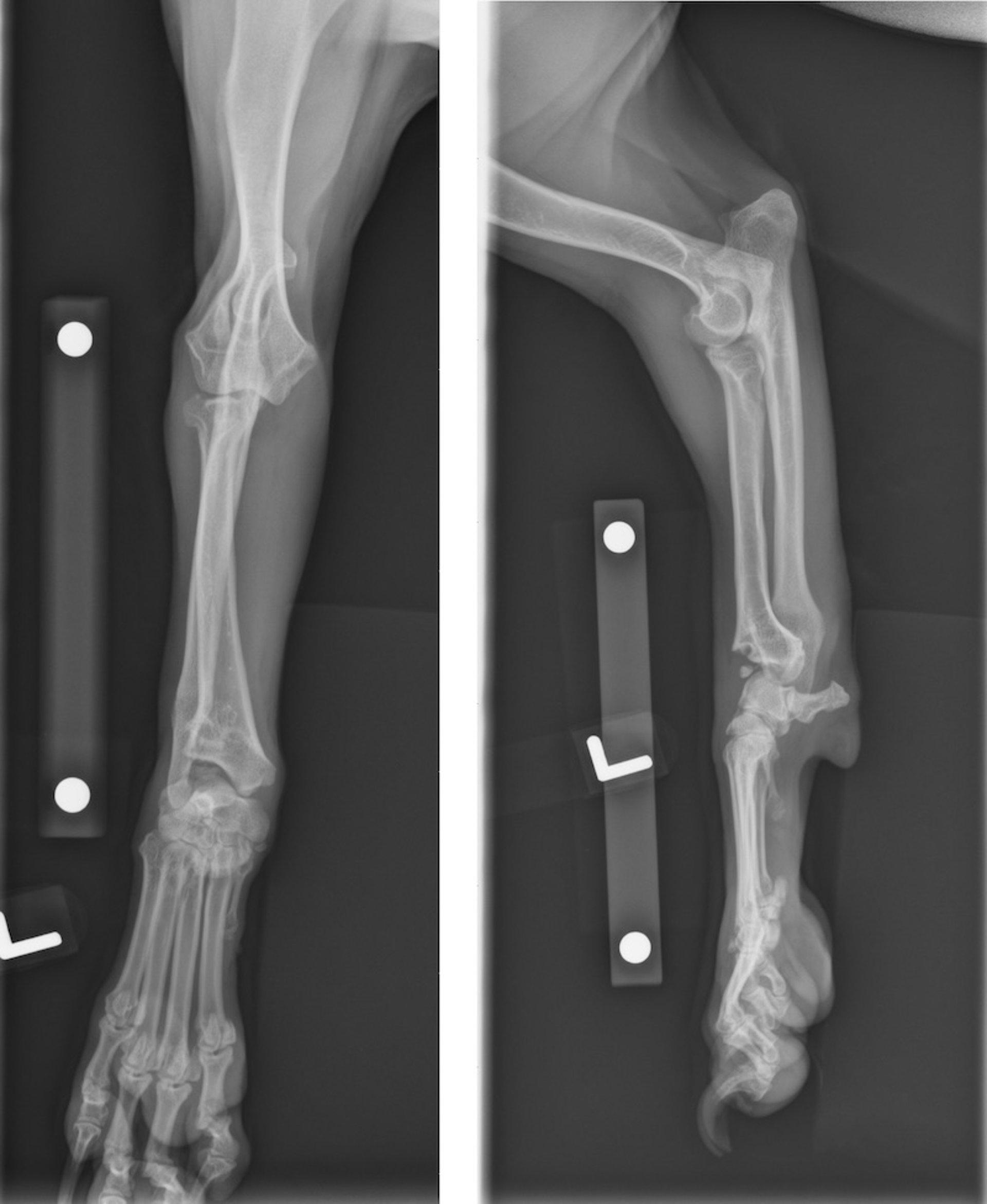 Angular limb deformity, radiographs, dog