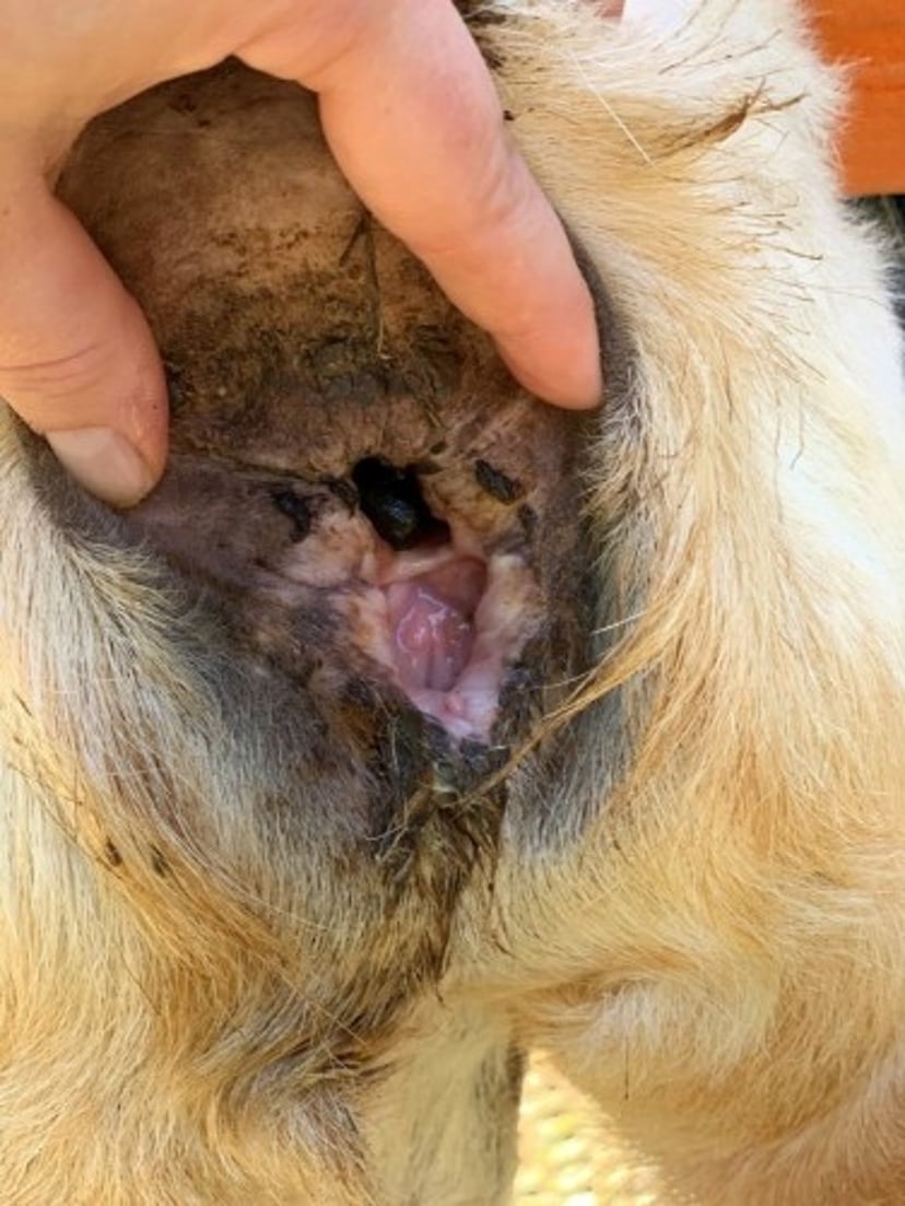 Fístula ano-vulvar, caprina