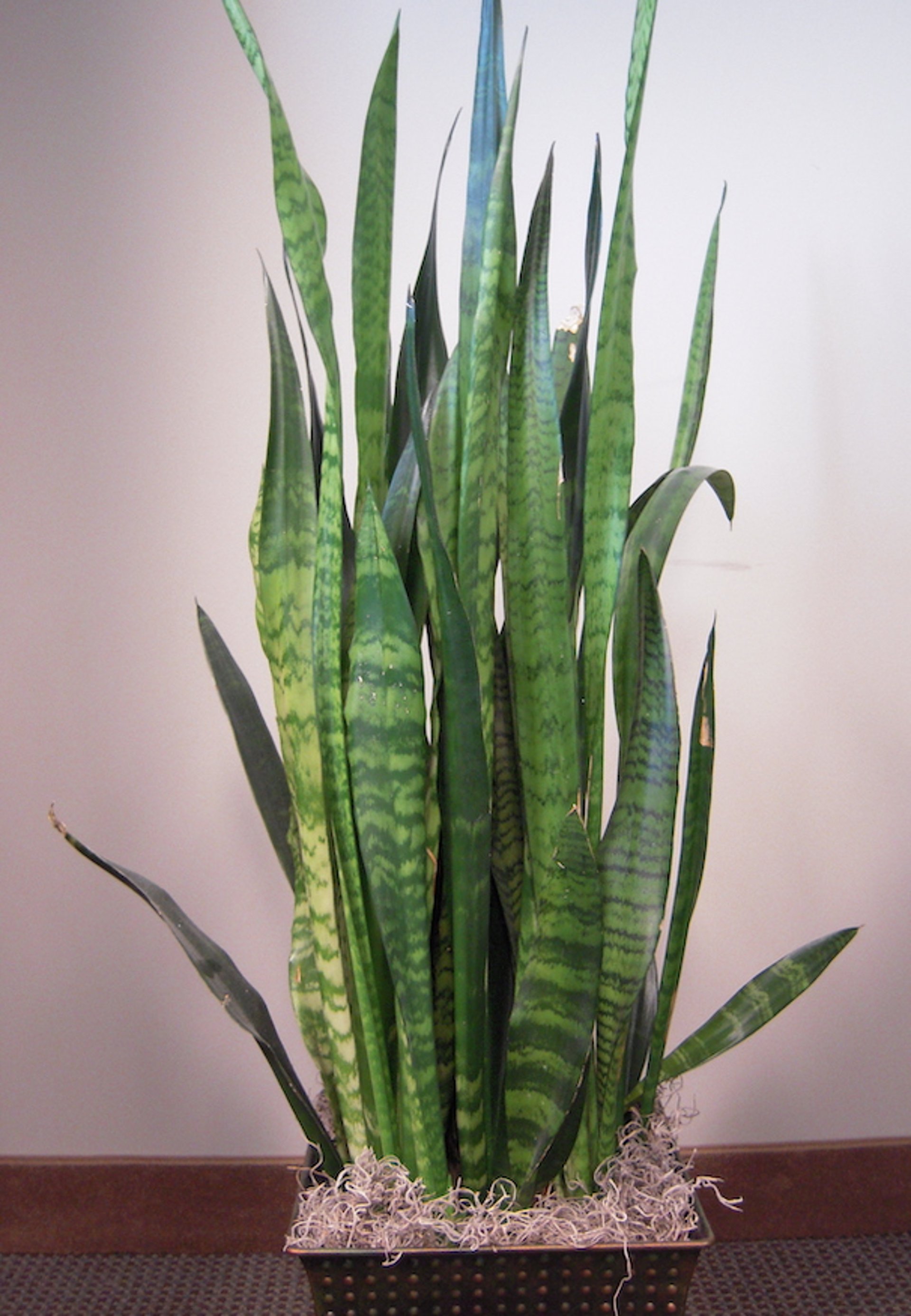 <i >Sansevieria</i> spp