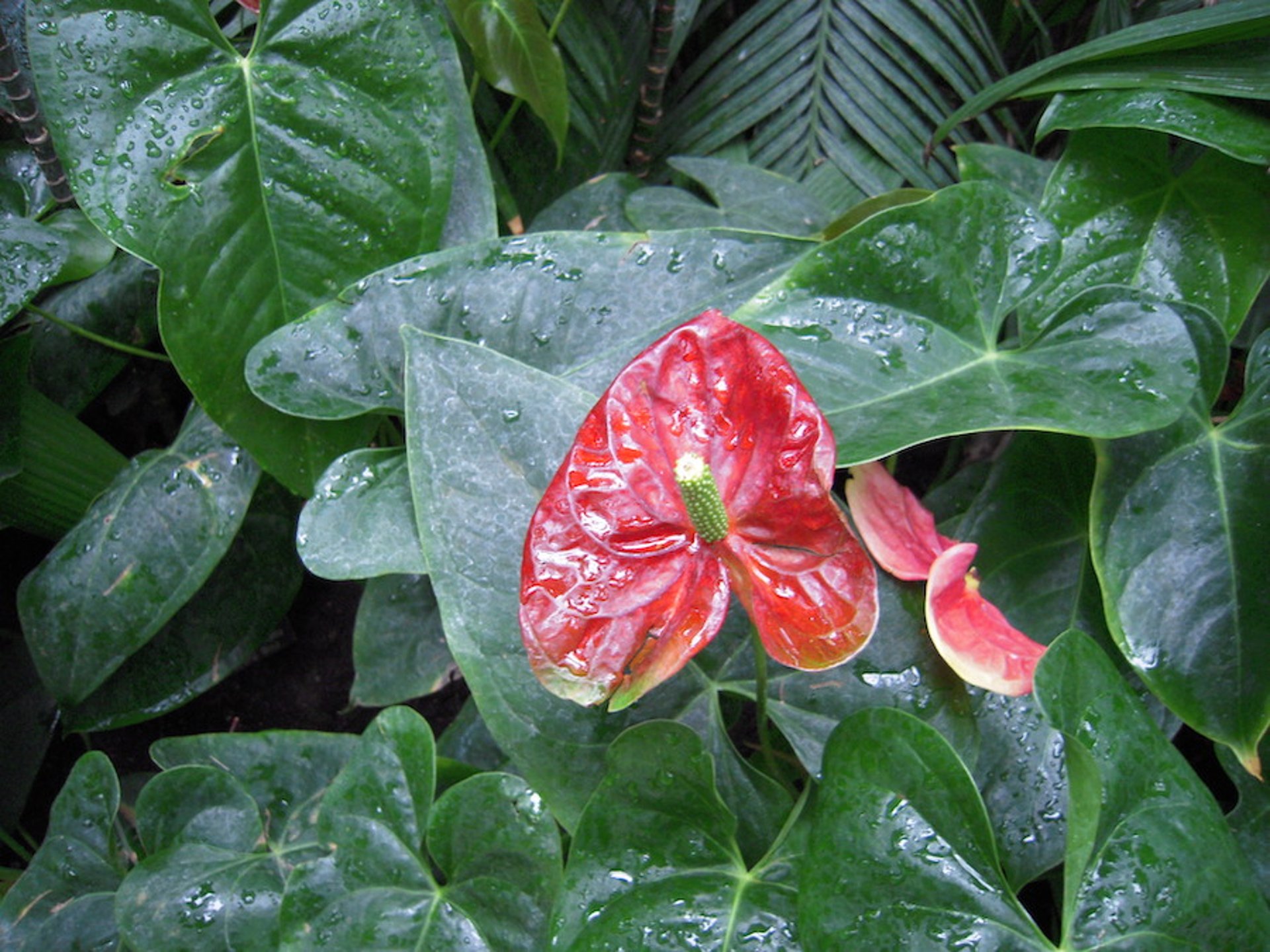 Flor de flamenco (<i >Anthurium</i> spp)