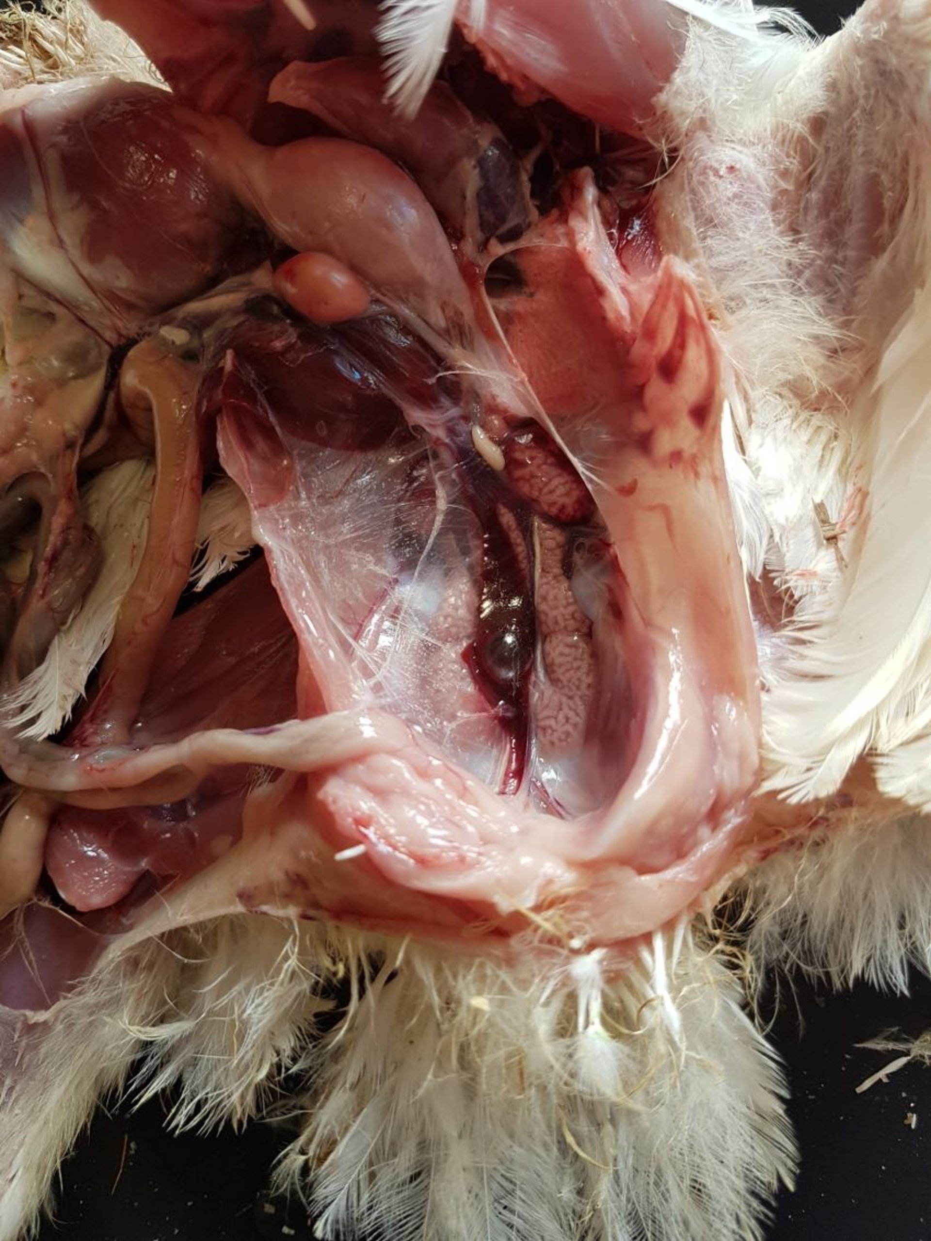 Infección por el virus de la nefritis aviar, riñones pálidos, pollo de engorde
