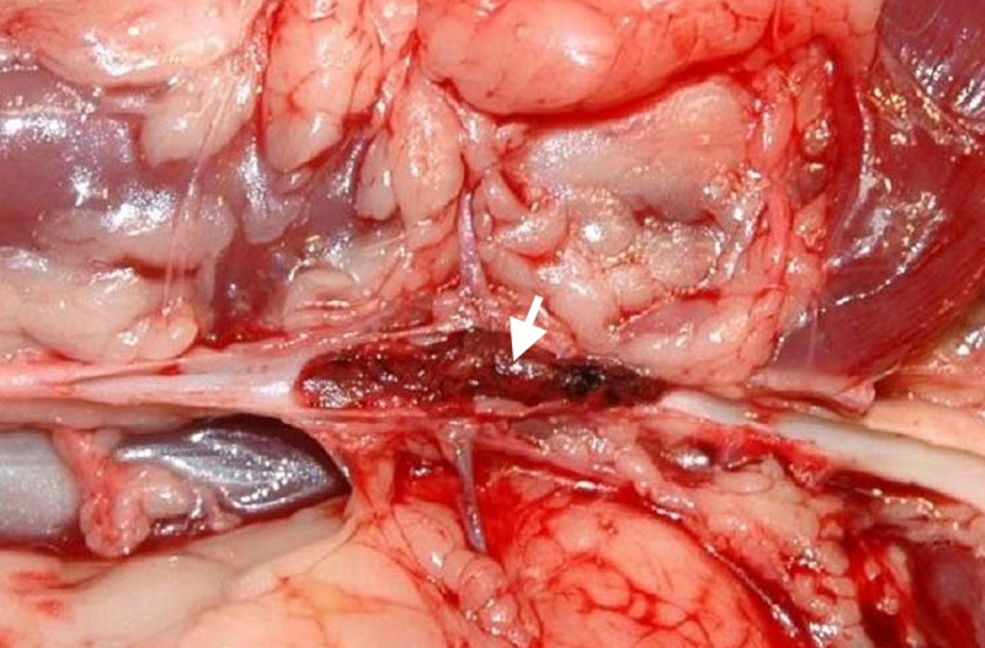 Aortic thromboembolism (ATE), cat